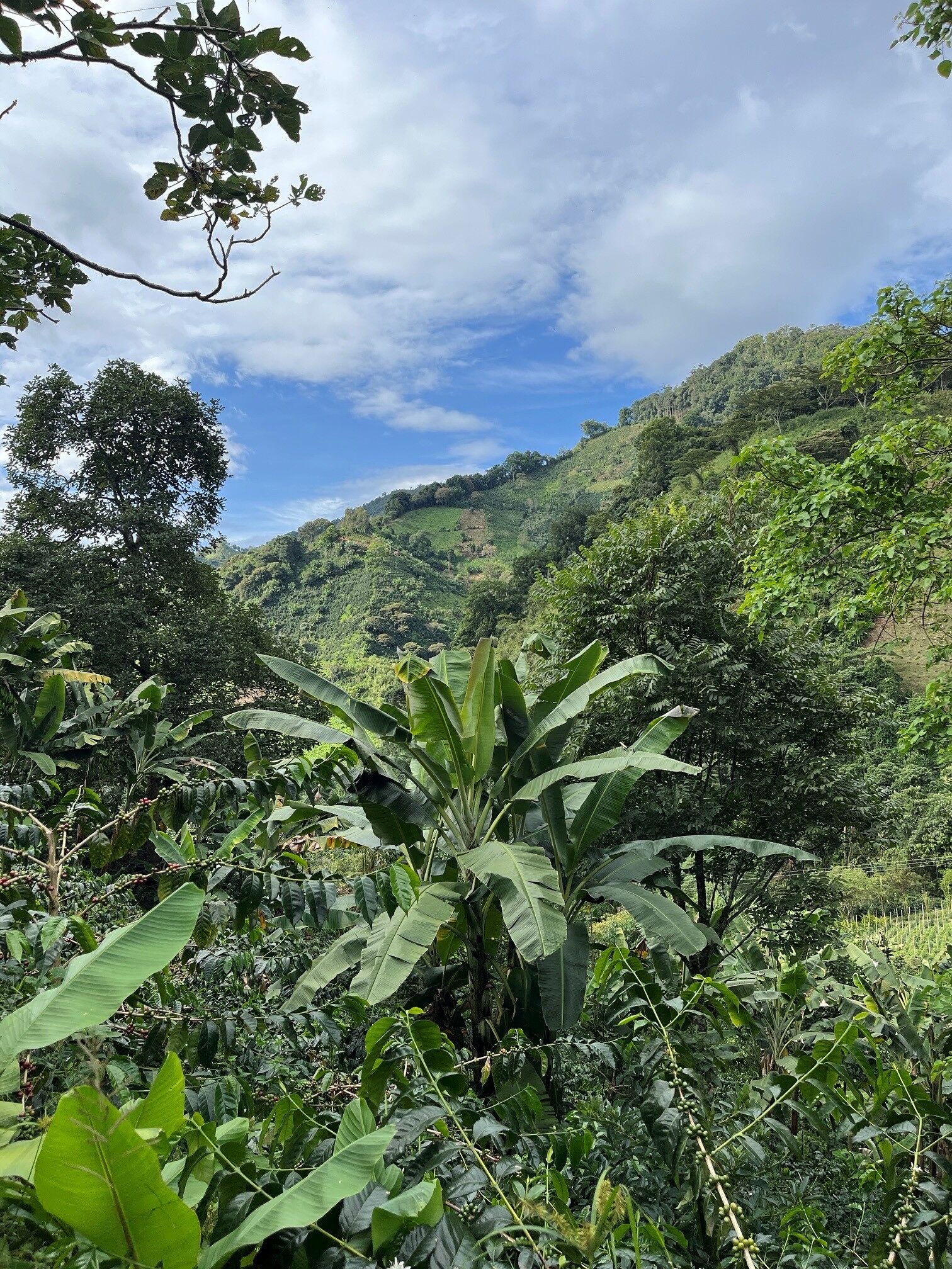 La Manoa