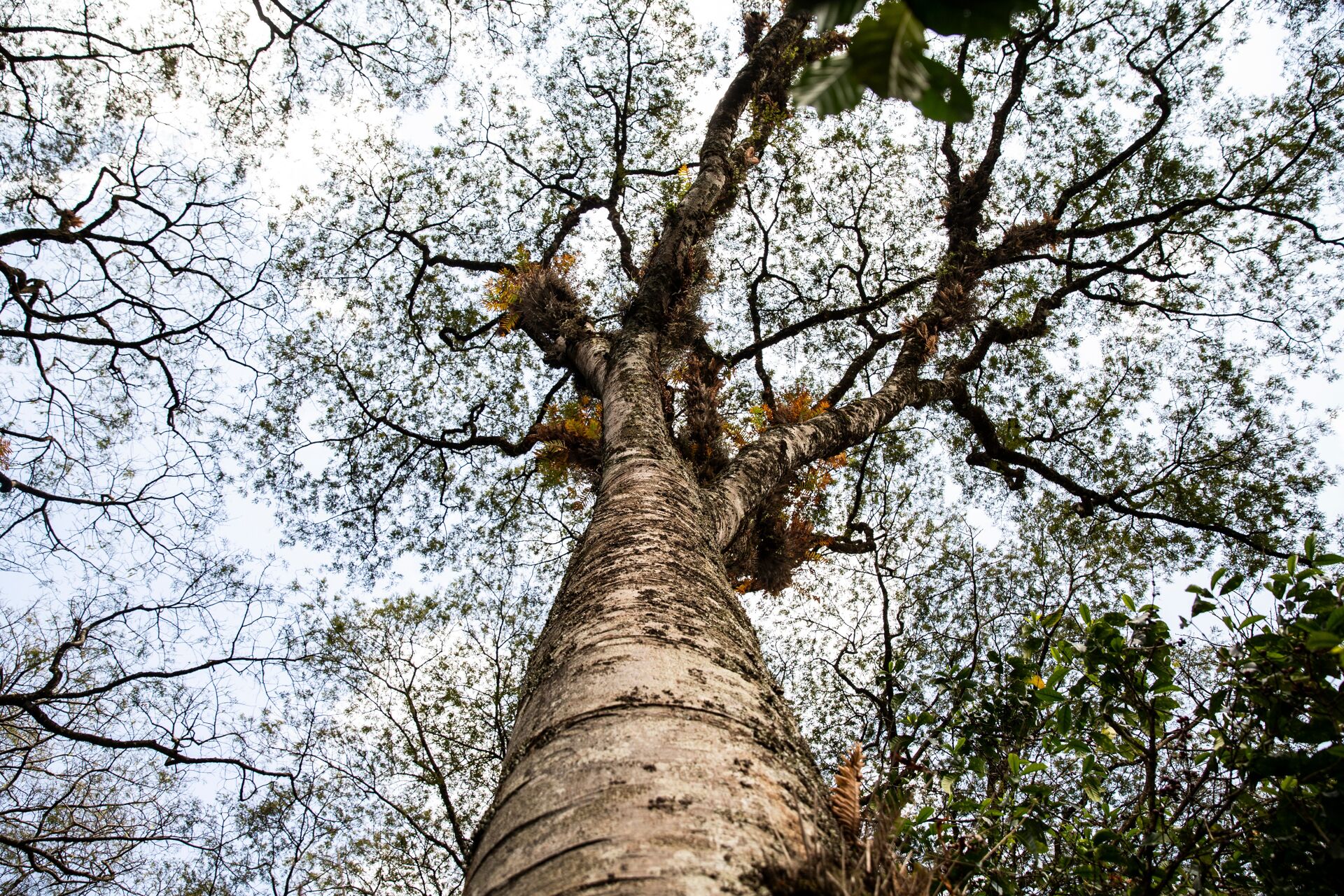 Abbachebsa