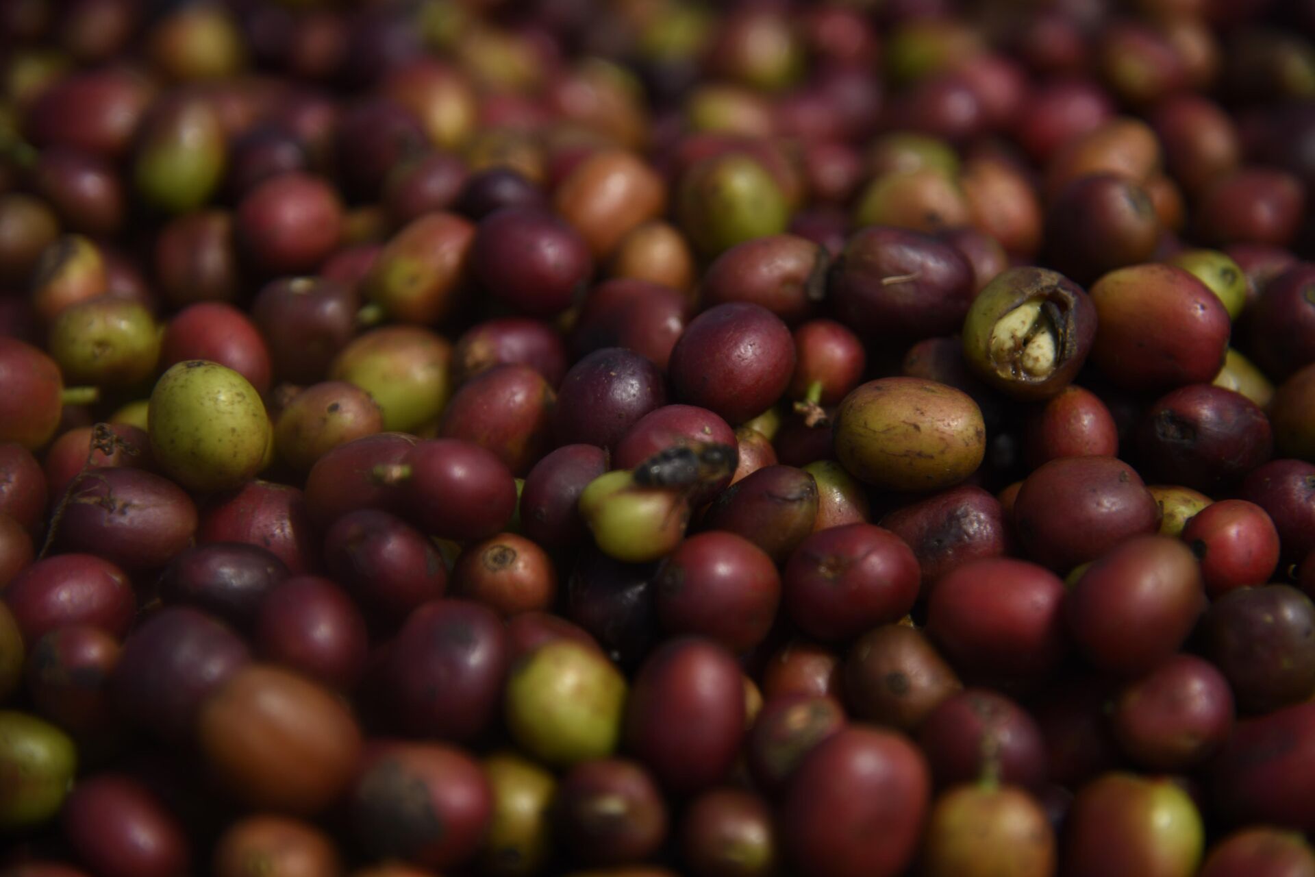 Abbachebsa
