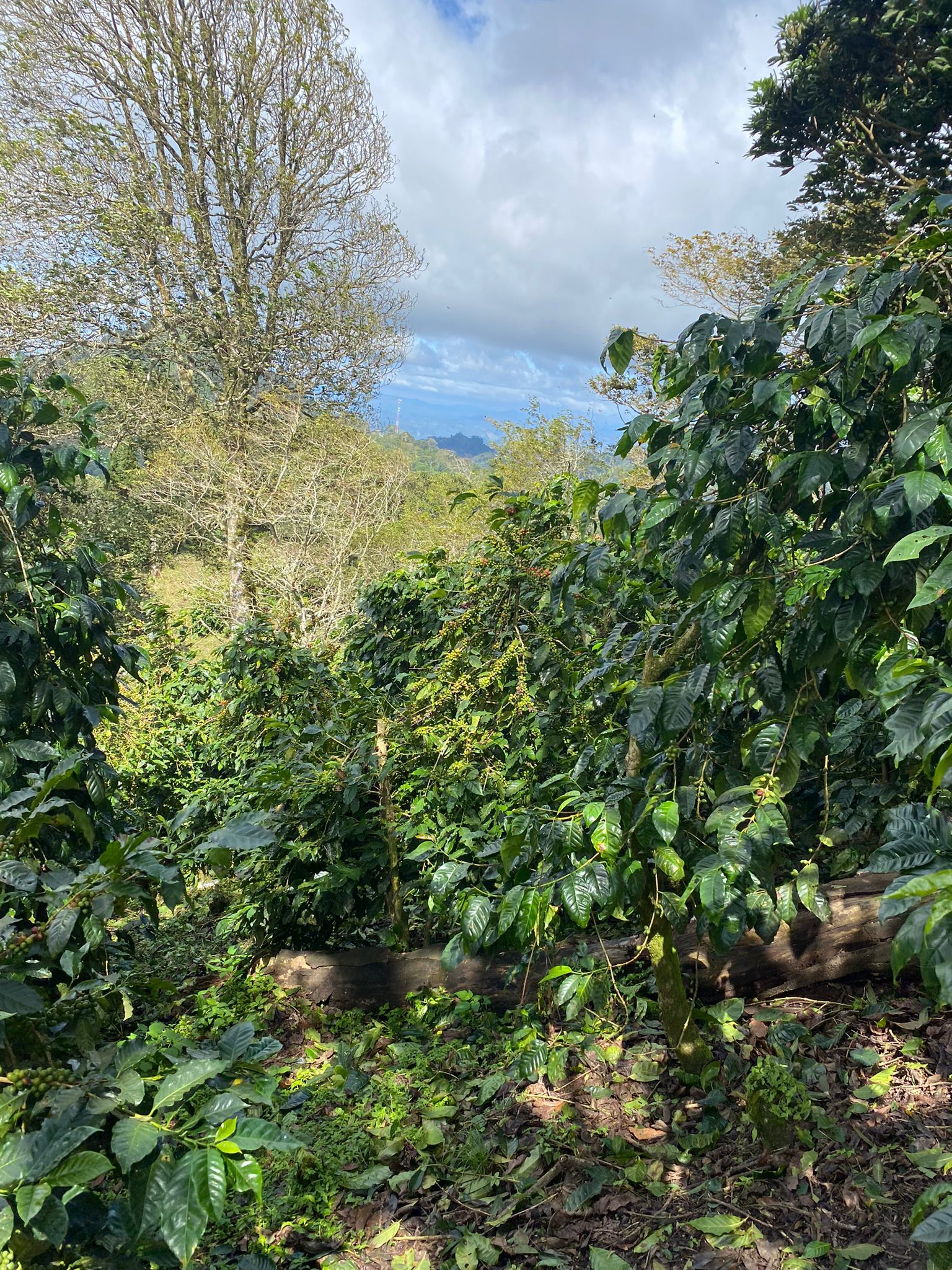 Guatemala - Suchitan - Coffea Diversa - Bourbon roi - Lavé