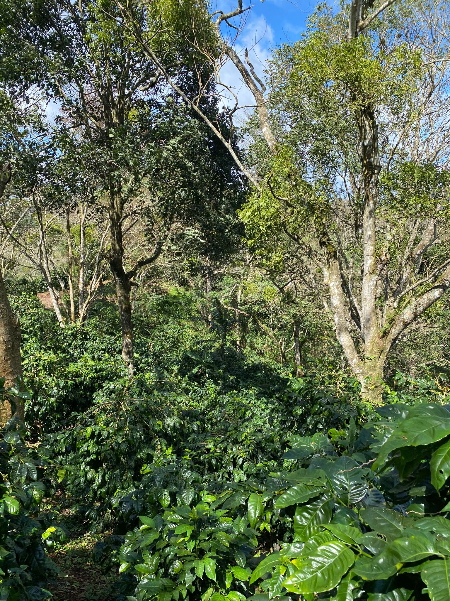 Guatemala - Suchitan - Coffea Diversa - Geisha africano - Lavé - 3kg
