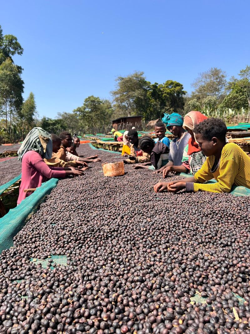 Gerba Dogo