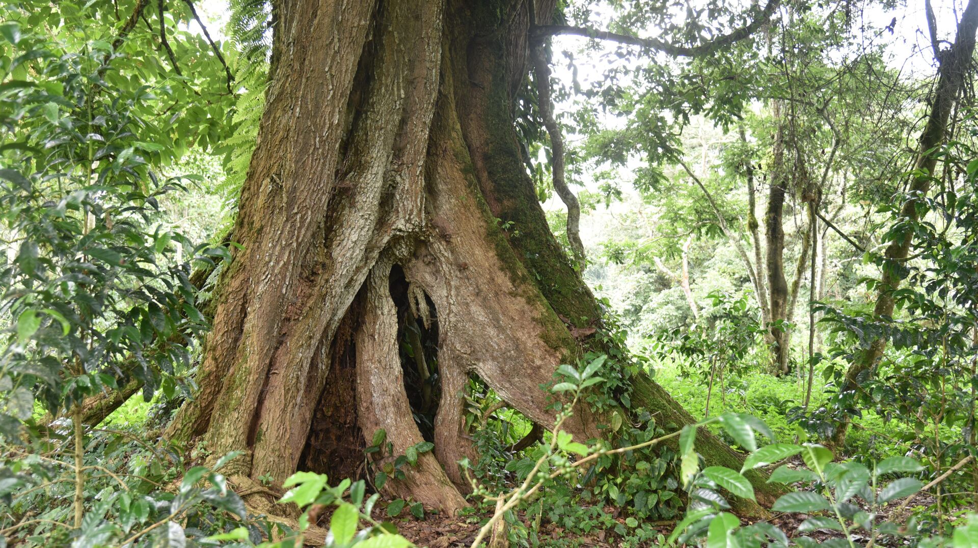 Gundira Shela