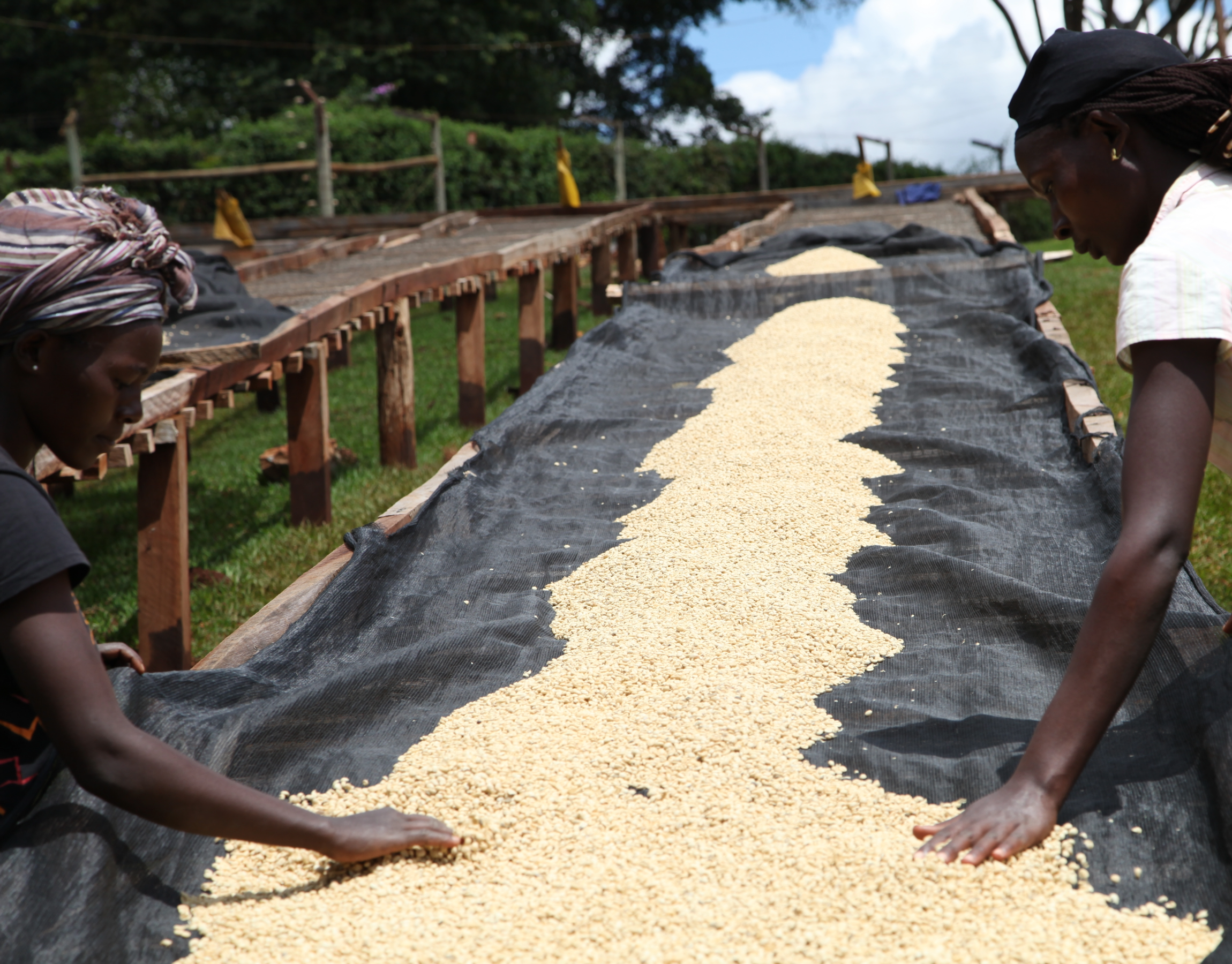 Ghana – Ashanti Juaboso – Single Origin Trinitario – Sun Dried