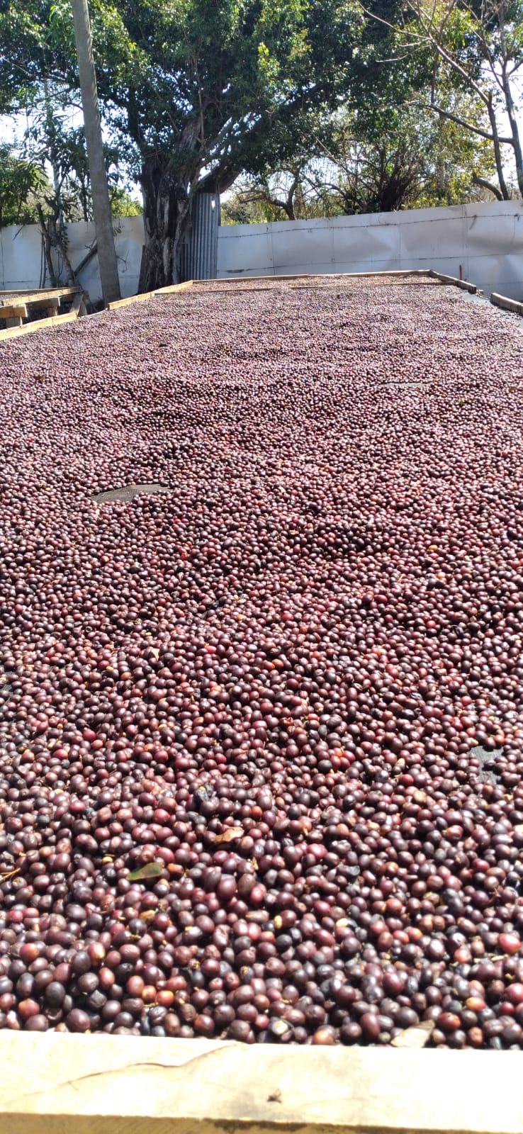 Finca Himalaya