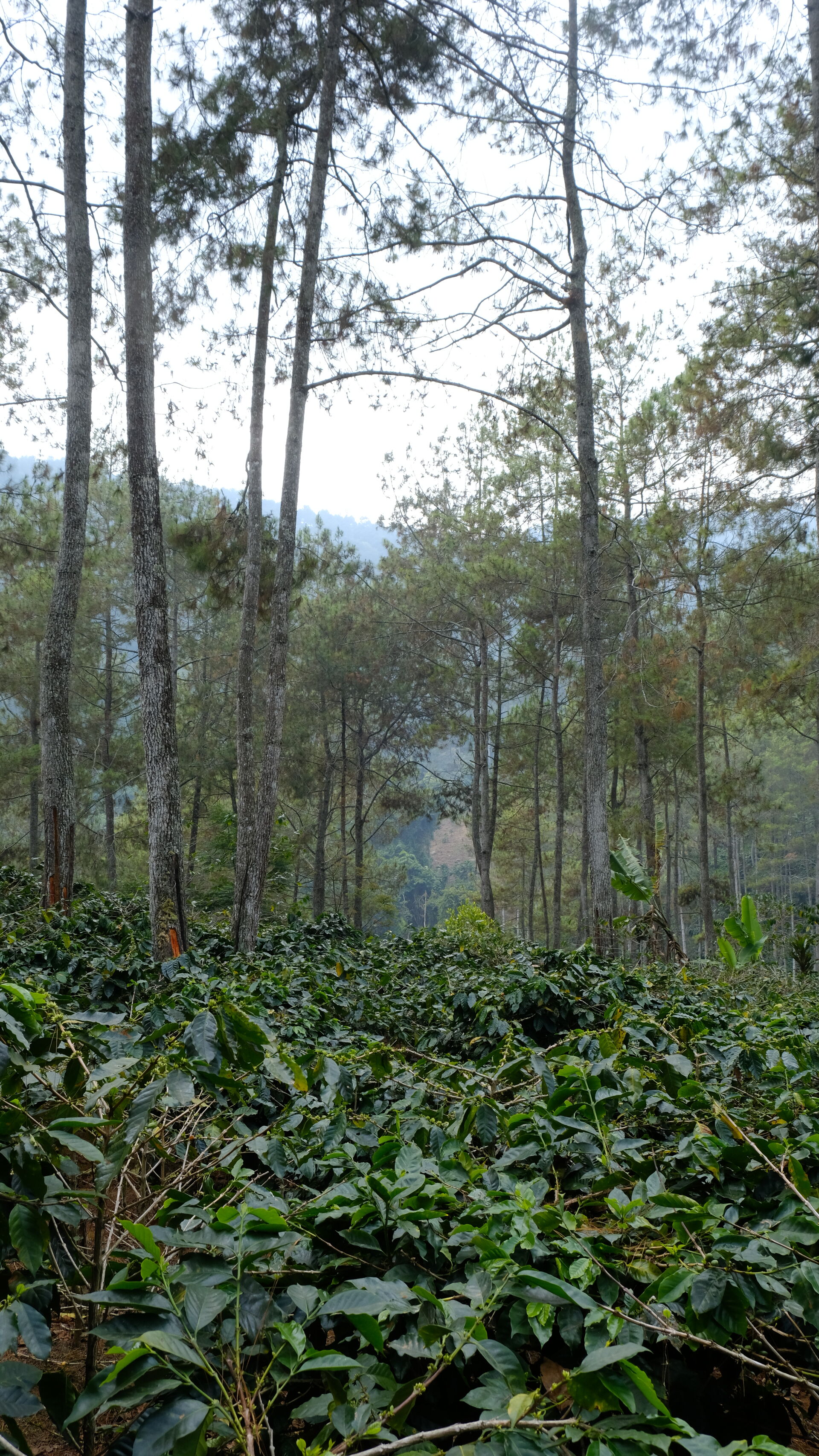 Sekar Kiamis