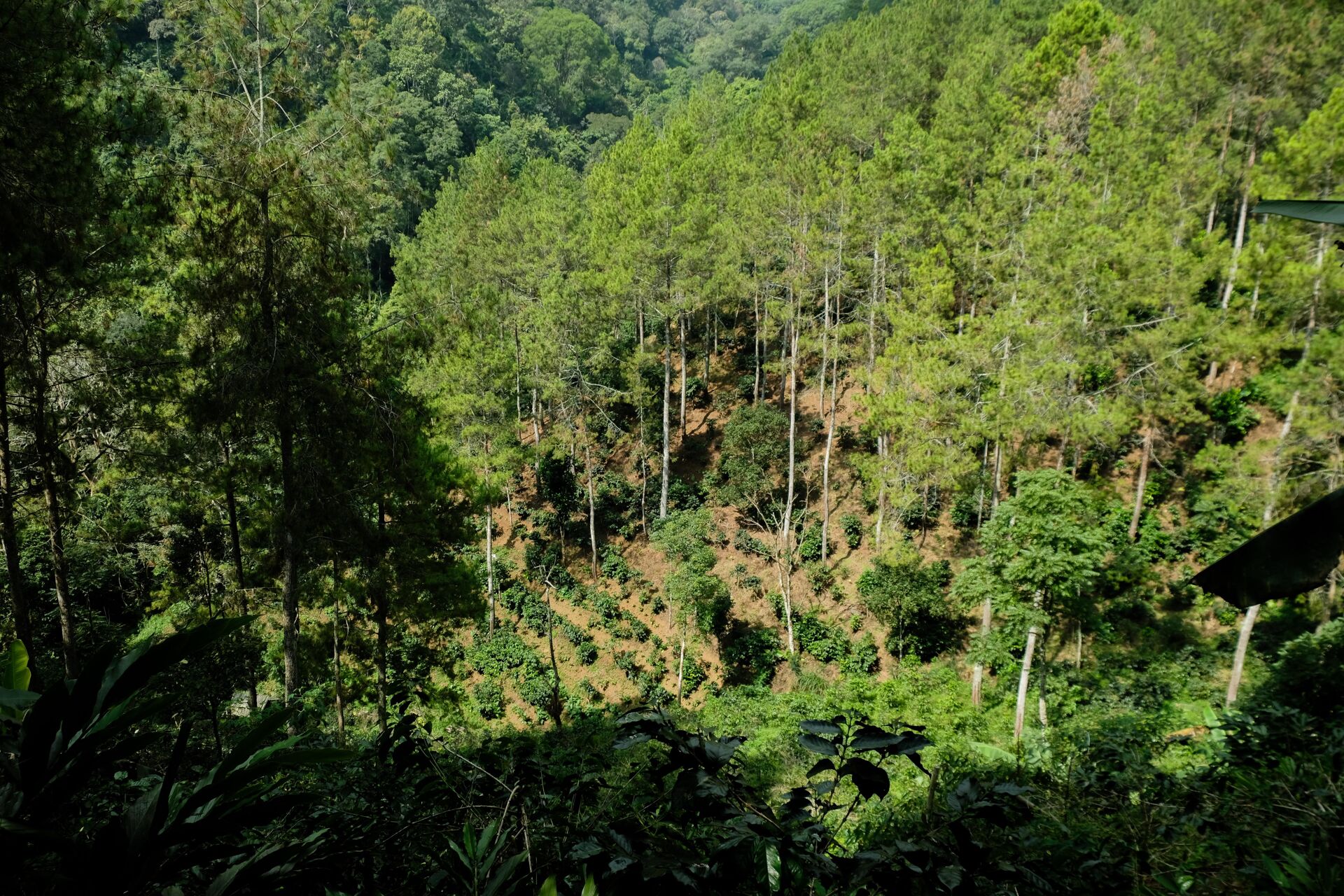 Sekar Kiamis