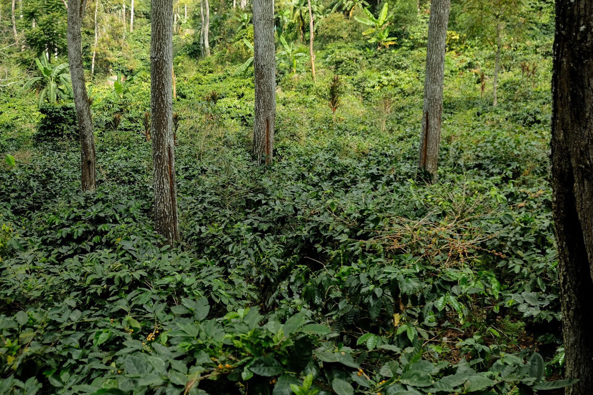 Sekar Kiamis