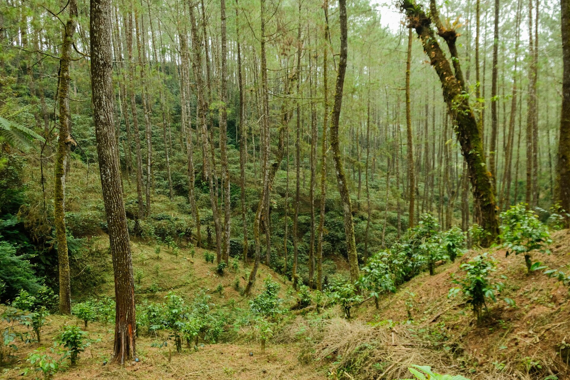 Sekar Kiamis