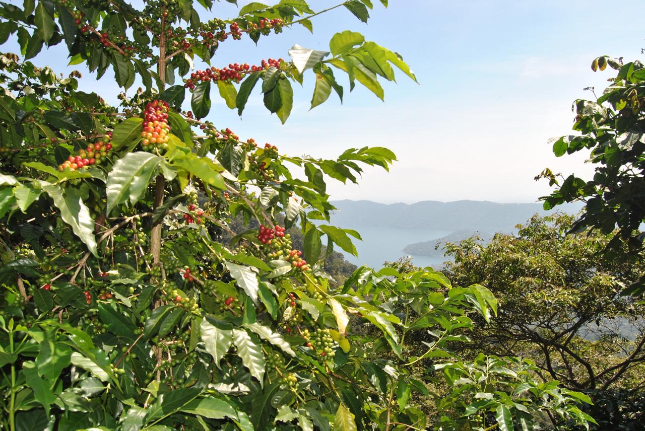 Finca San José