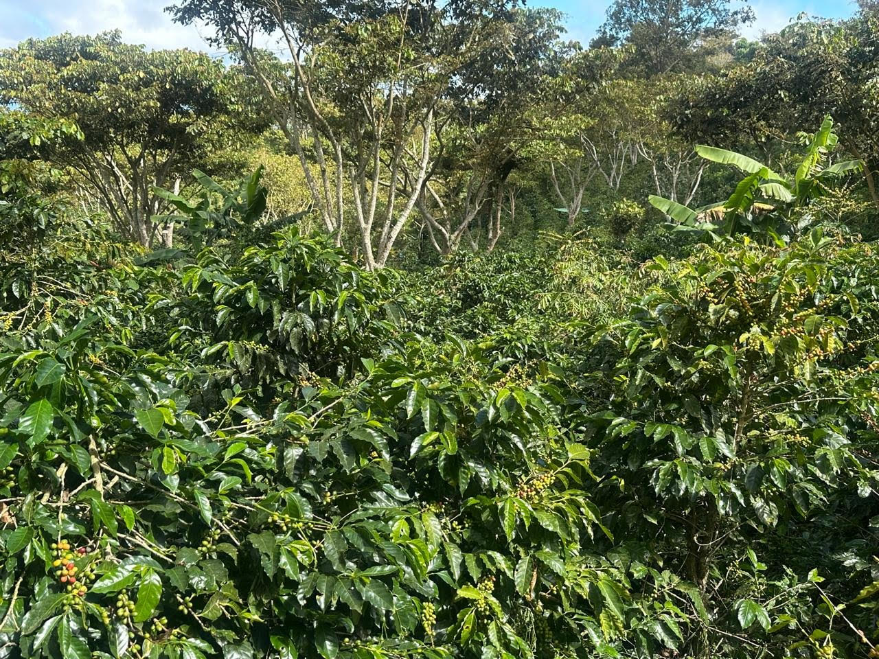 Finca San José