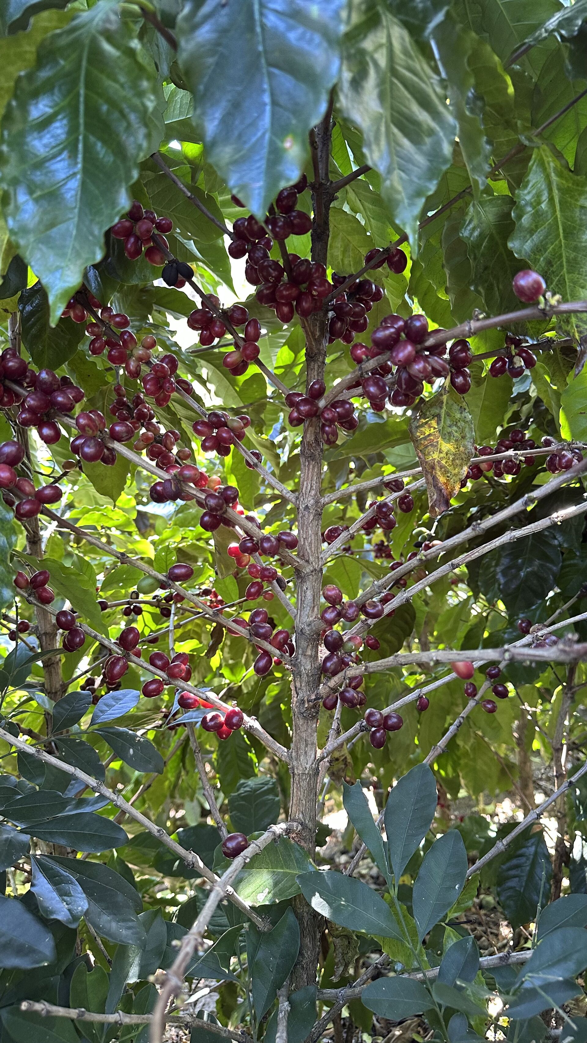 LENCA Ocotepeque