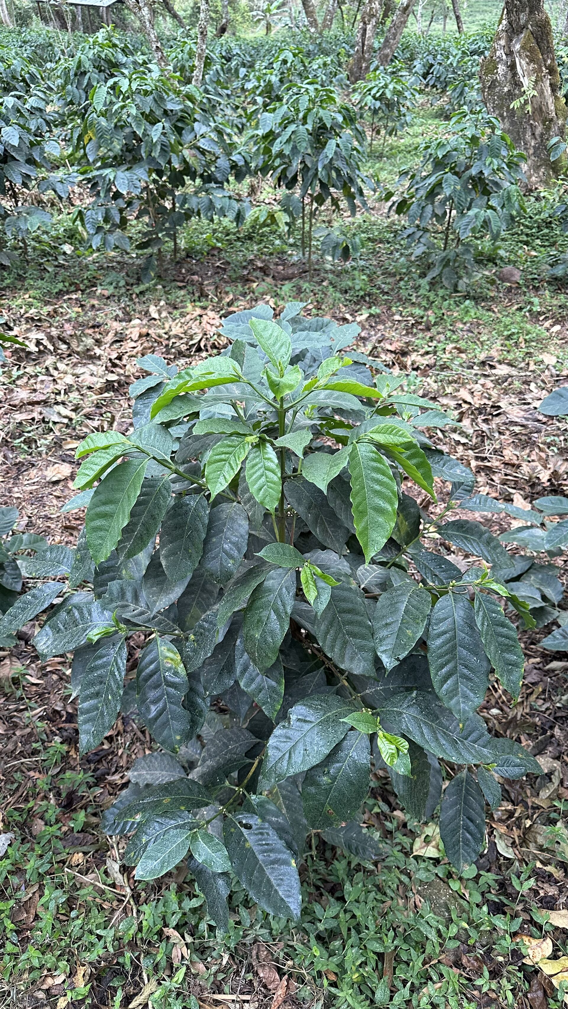 LENCA Ocotepeque