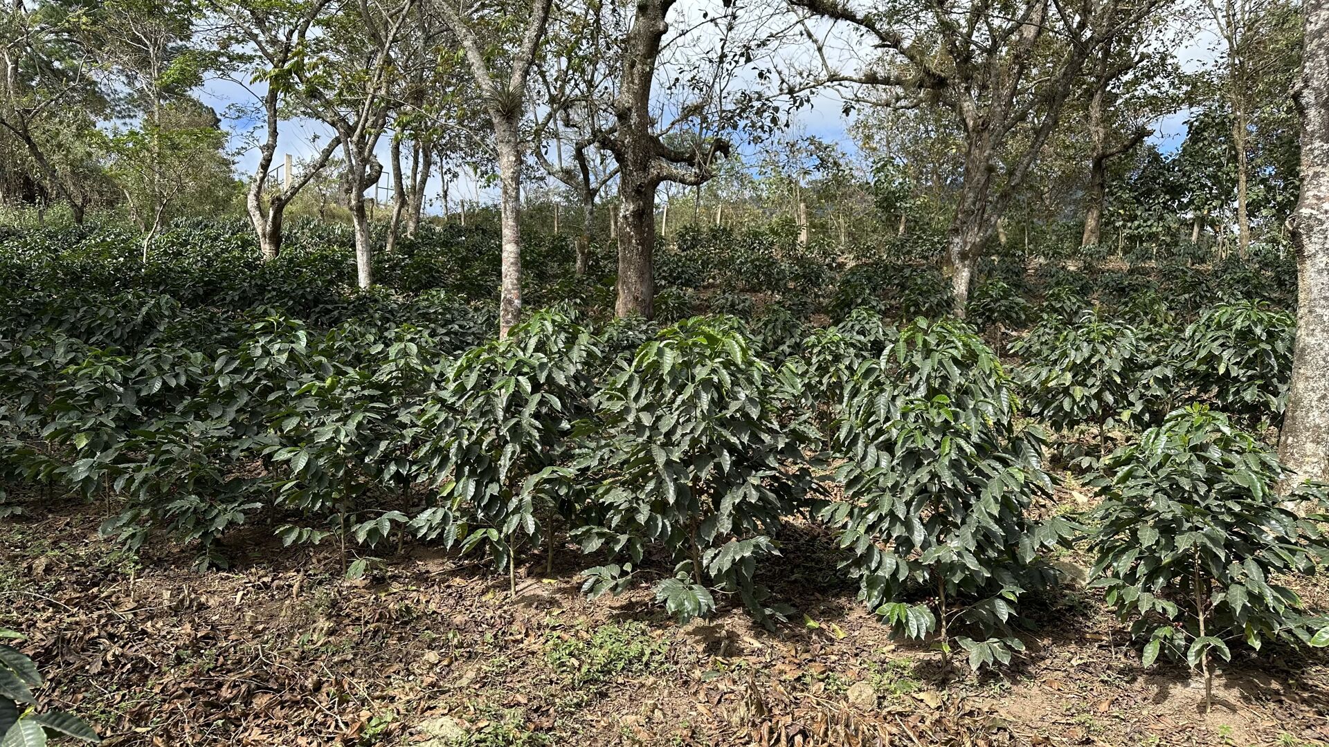 LENCA Ocotepeque
