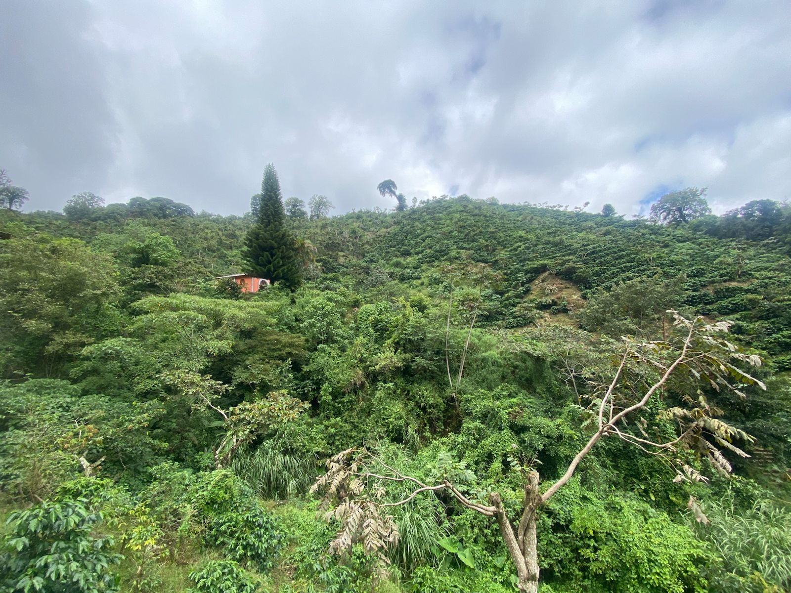 Santa Teresa