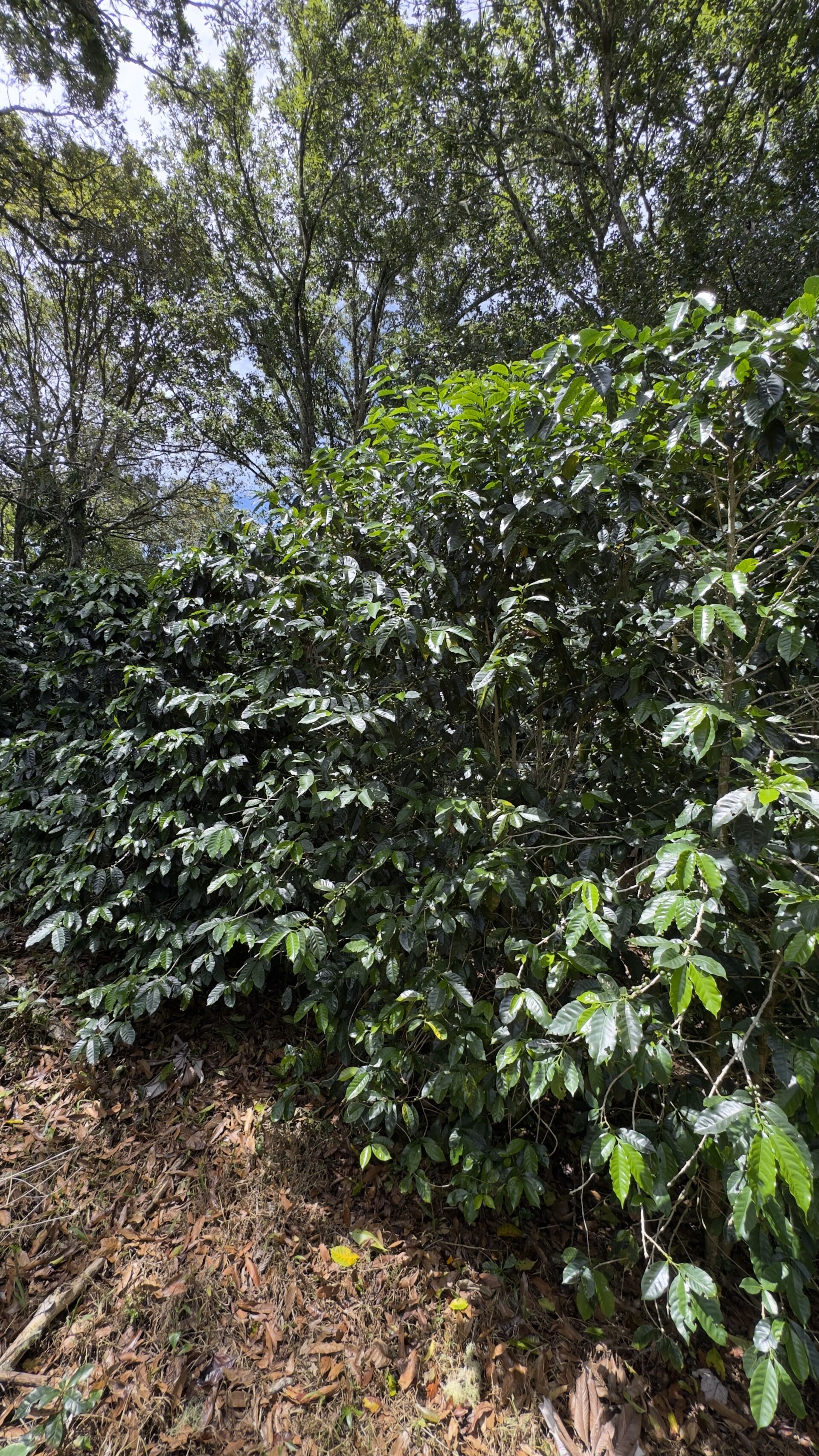 volcan baru
