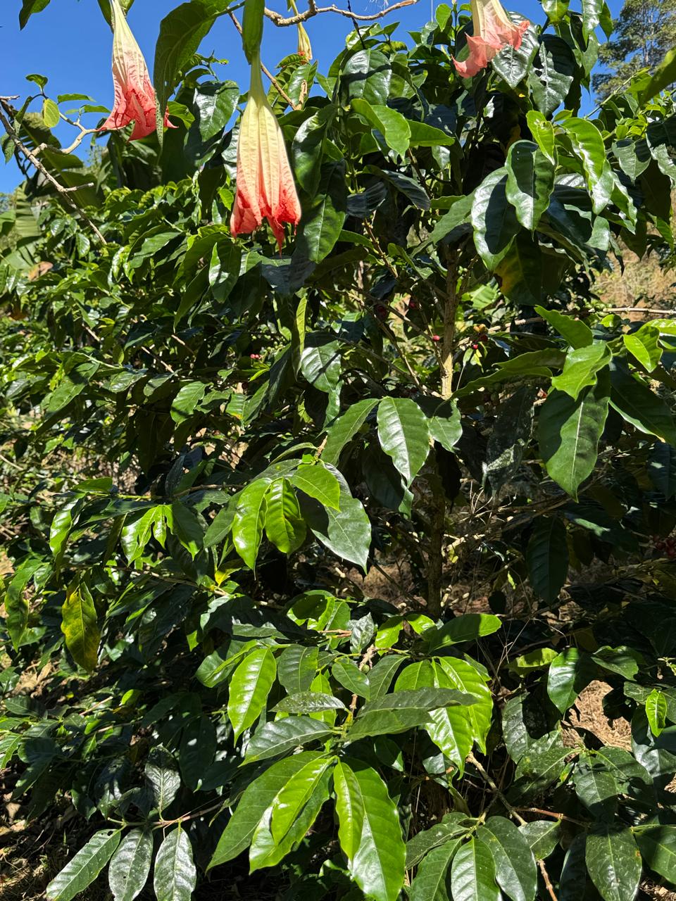volcan baru