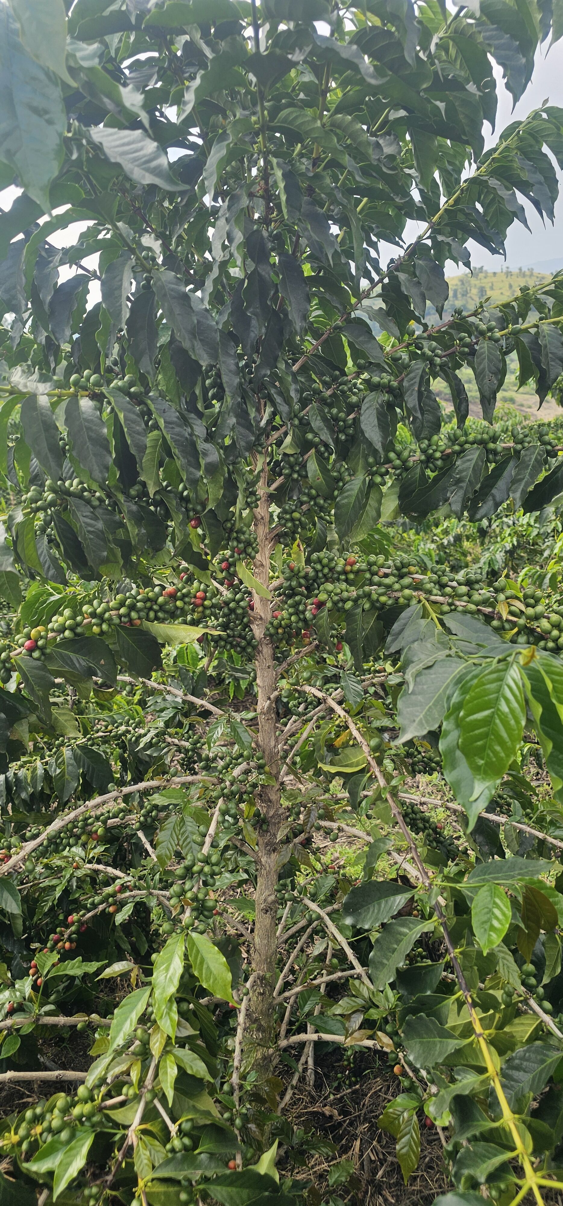 Kericho-AA