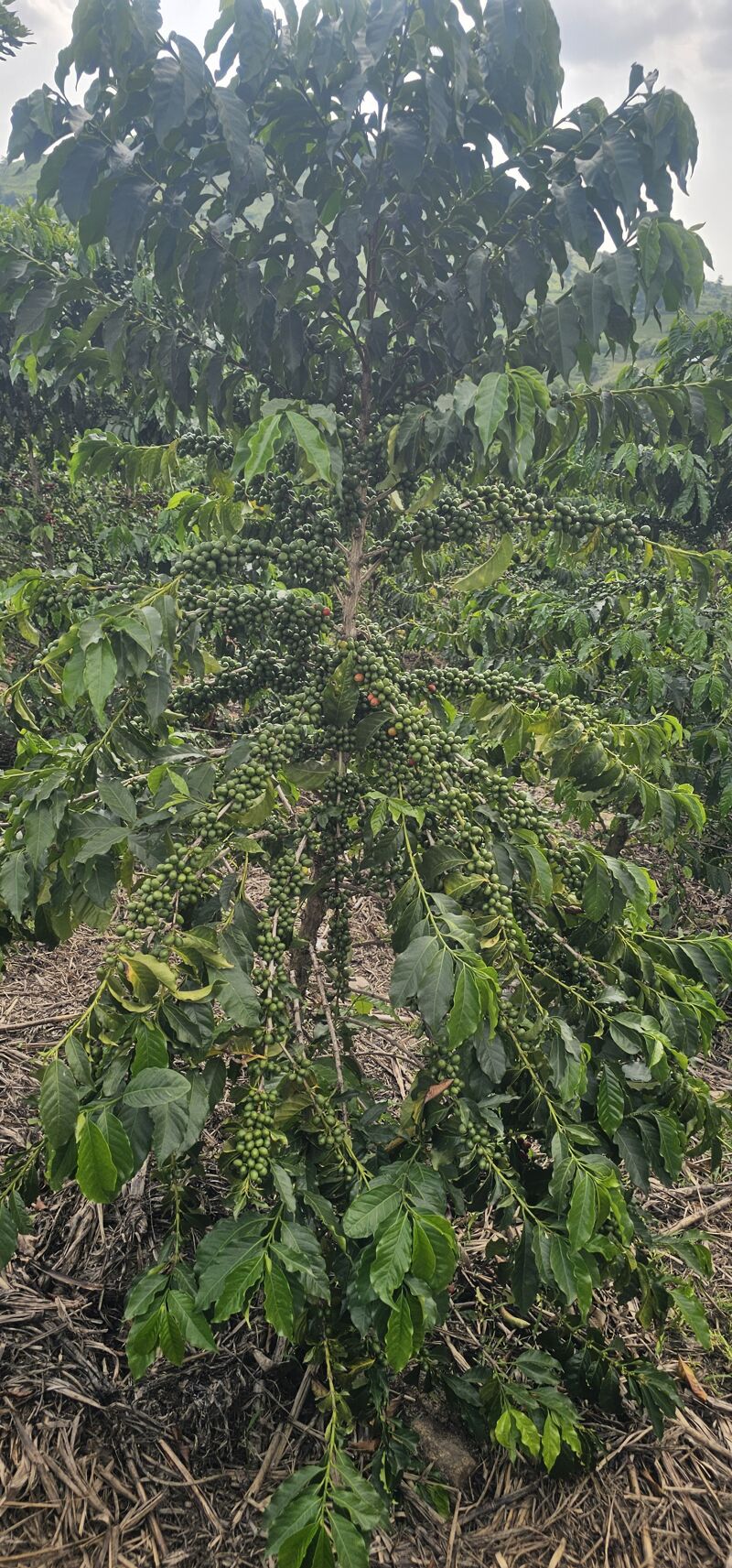 Kericho-AA