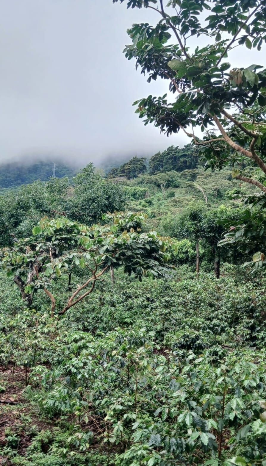 Finca Himalaya