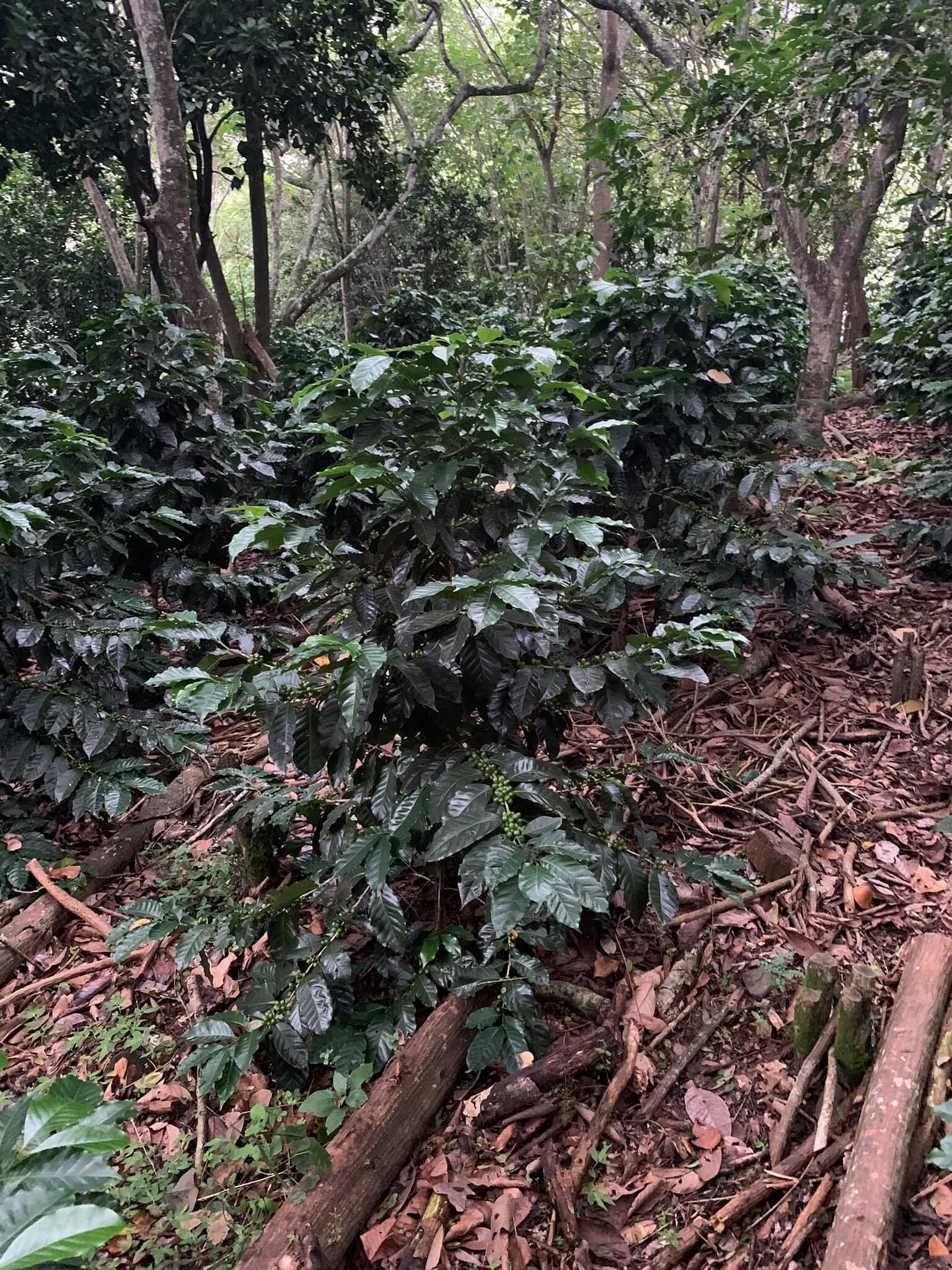 La Chacana