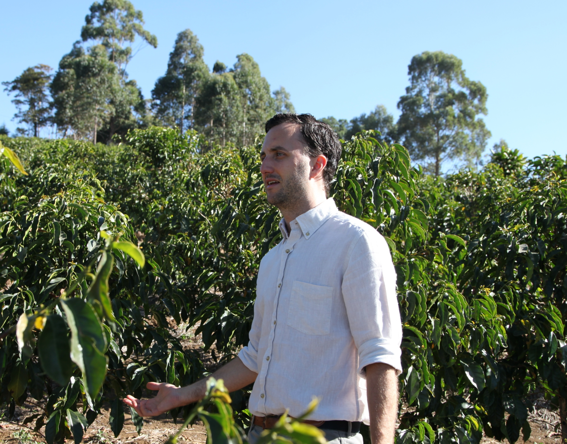 Hacienda Colima