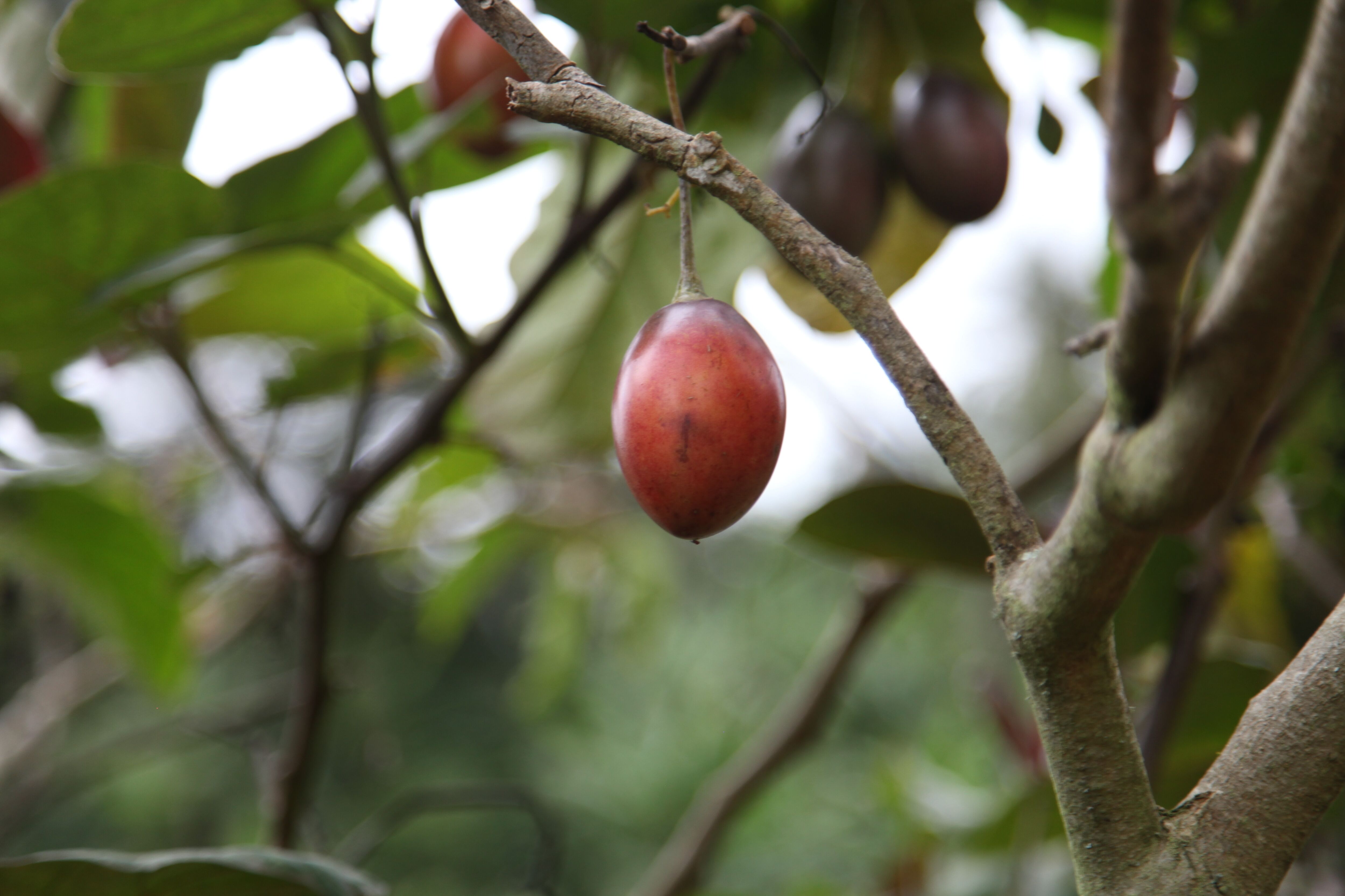 Foto des Produzenten