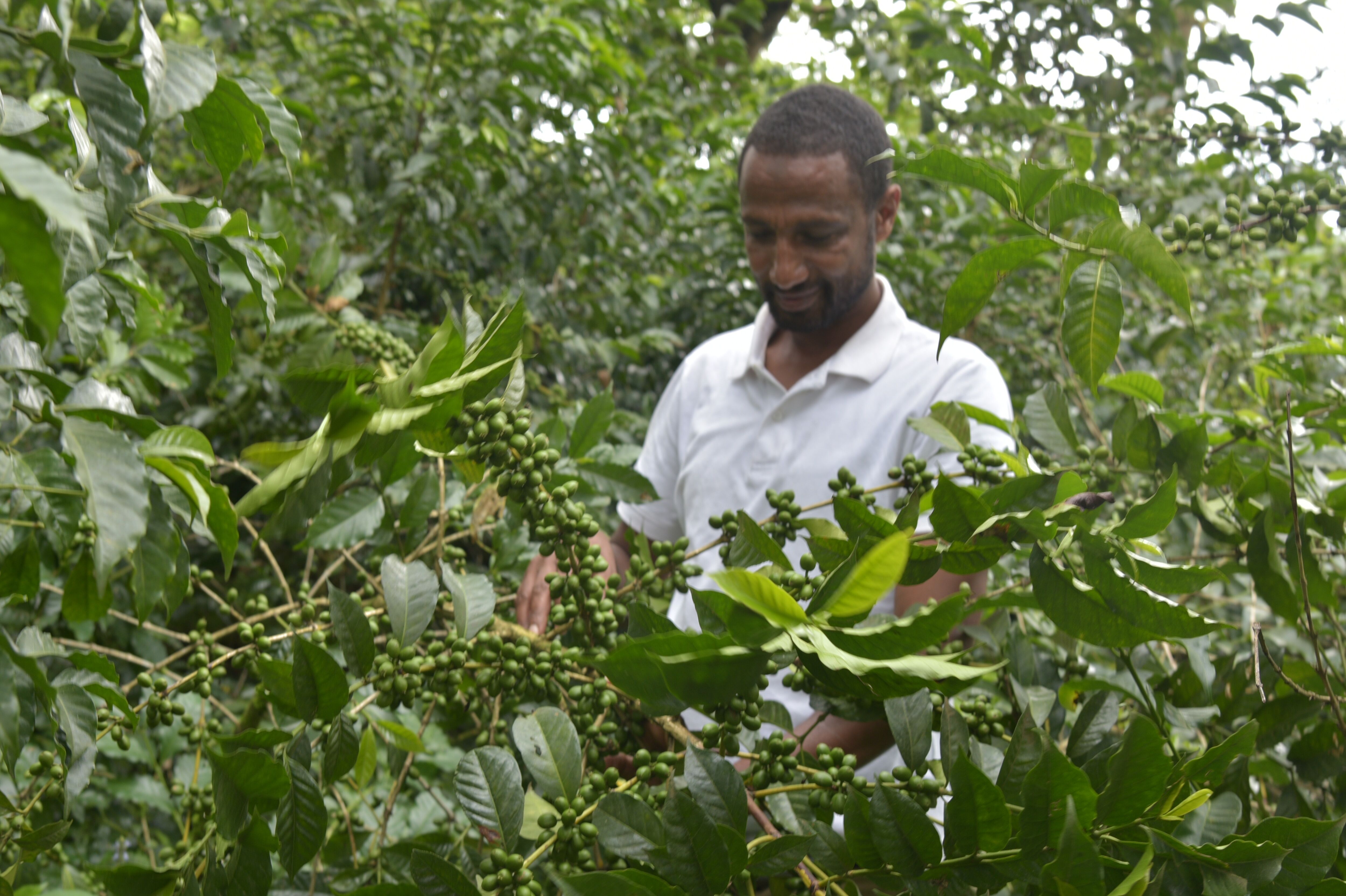 Ahmad abatamamJimma Gomma Echemo farm 28-08-22 (7).JPG