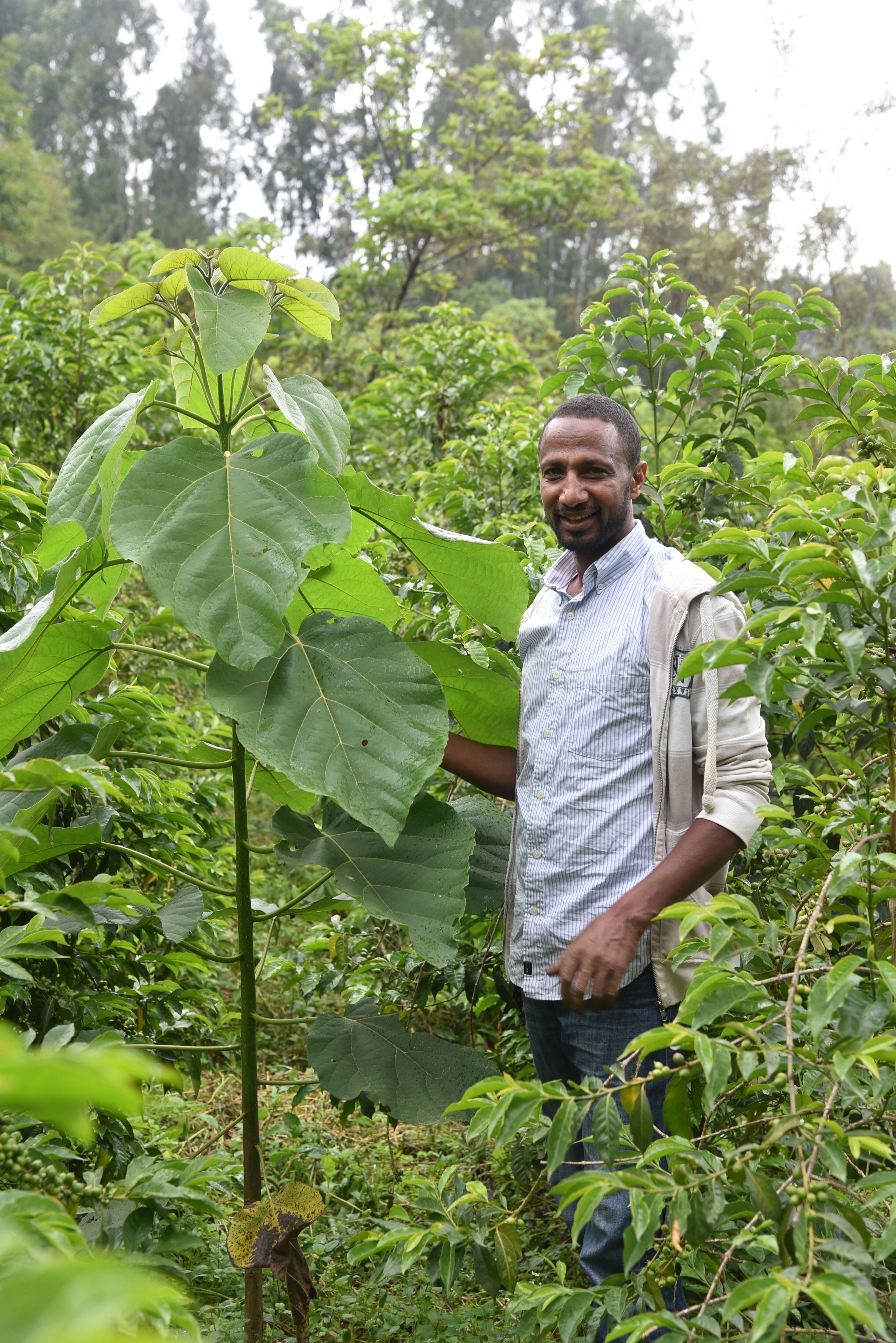 JIMMA GOMMA AHMAD ABATAMAM ECHEMO FARM (13).jpg