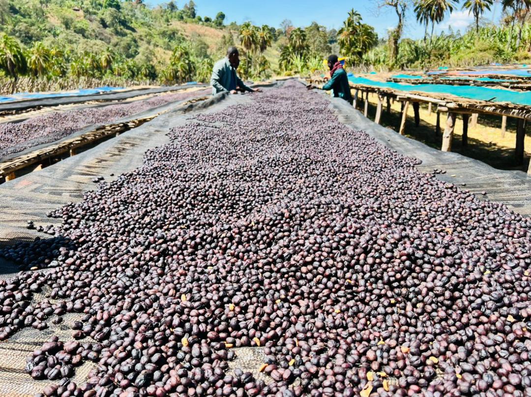 Jebena Sidama