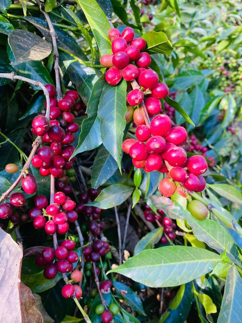 Jebena Sidama