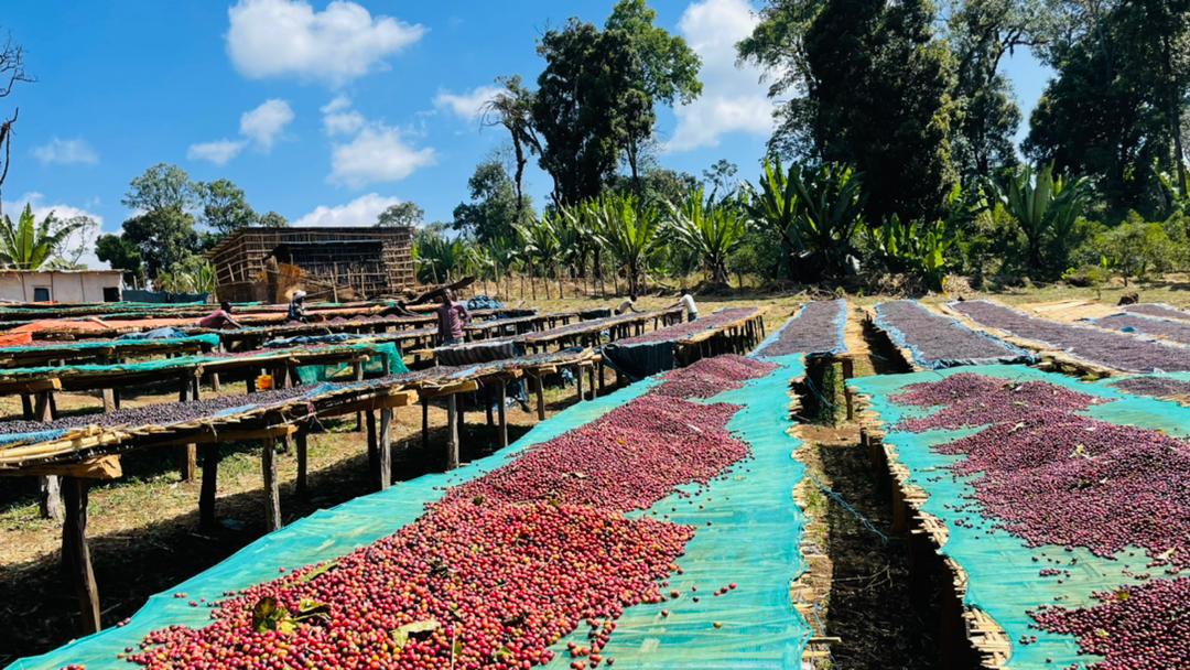 Jebena Sidama