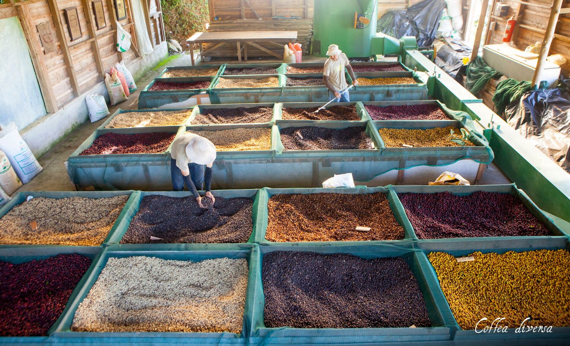 Coffea Diversa Geisha africano