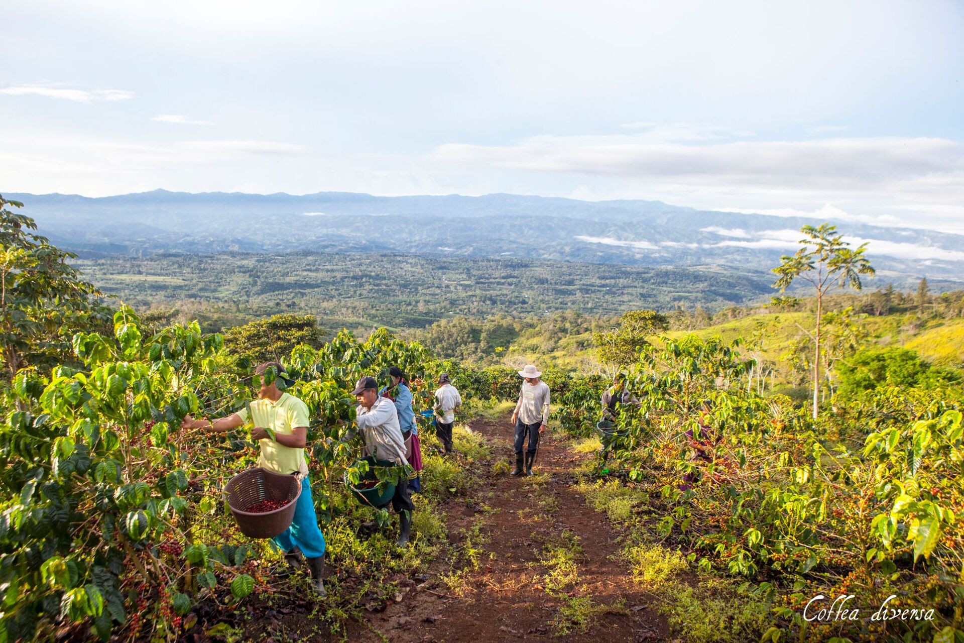Coffea Diversa Geisha africano