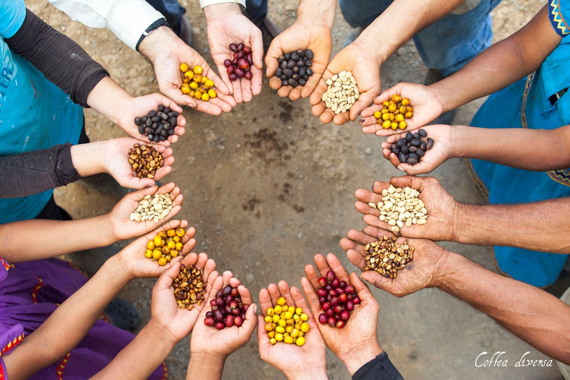 Coffea Diversa Geisha africano