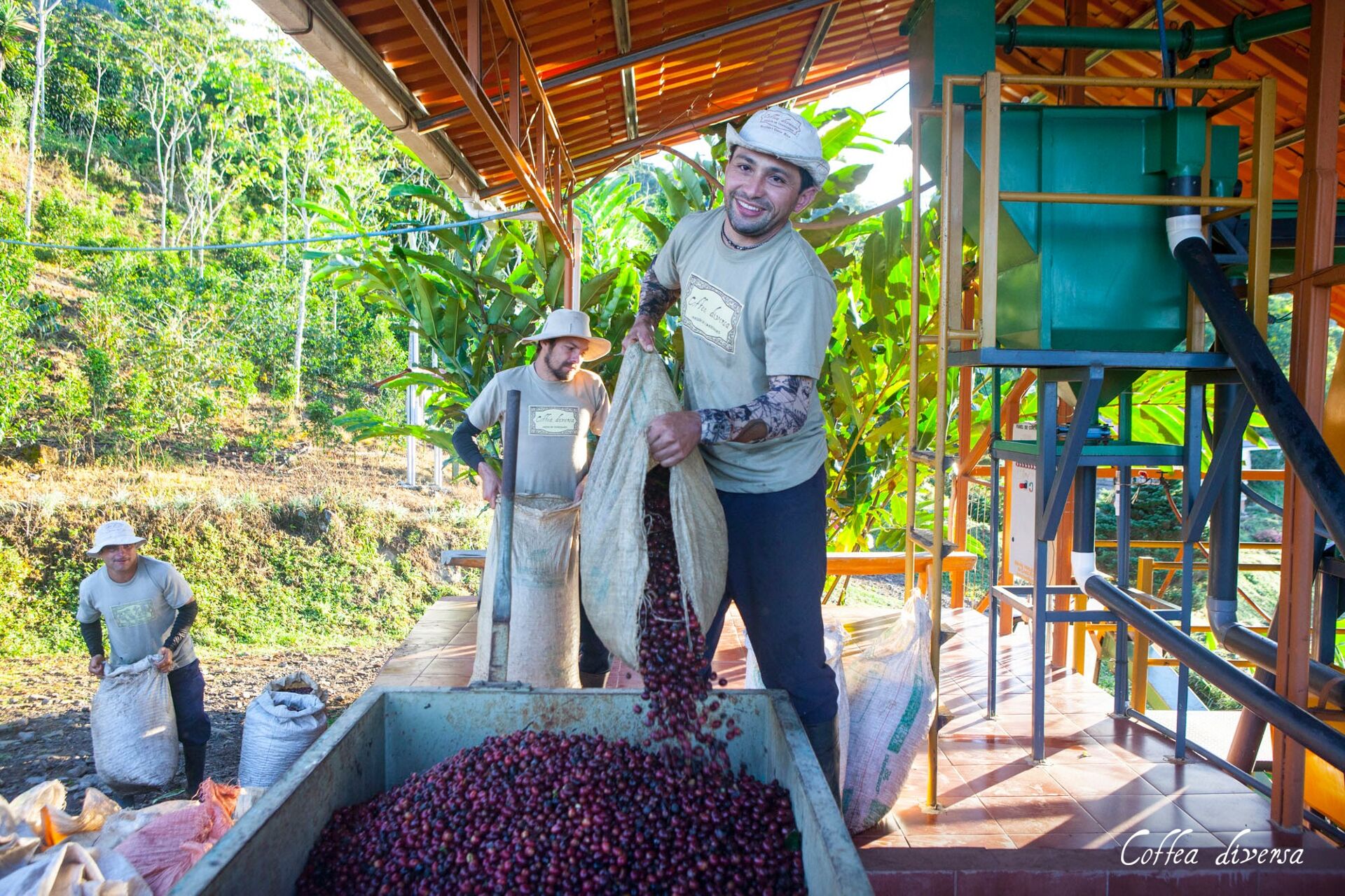 Coffea Diversa Geisha africano