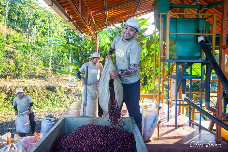 Coffea Diversa Geisha africano