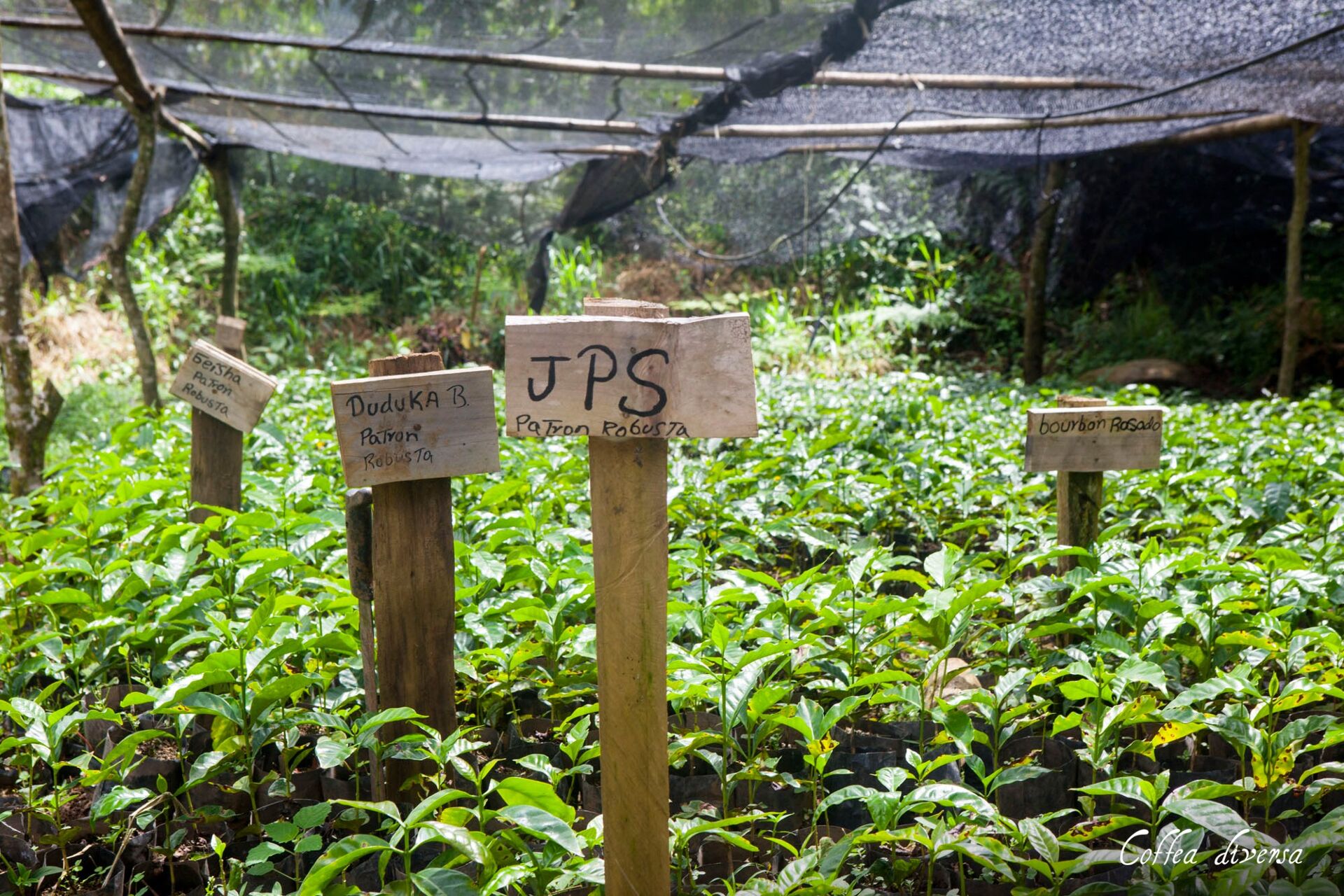 Coffea Diversa Geisha africano