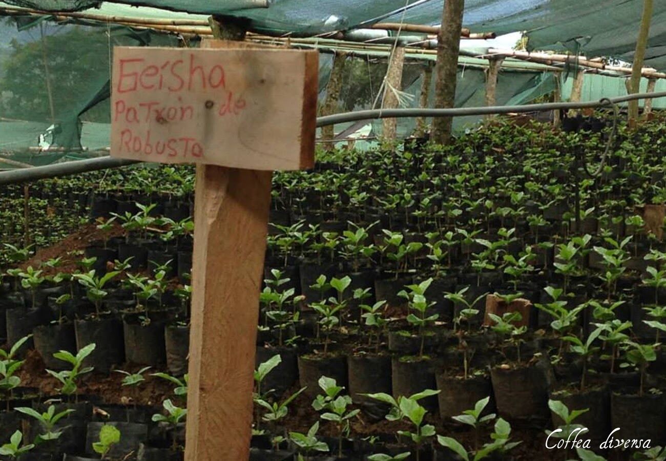 Coffea Diversa Geisha africano