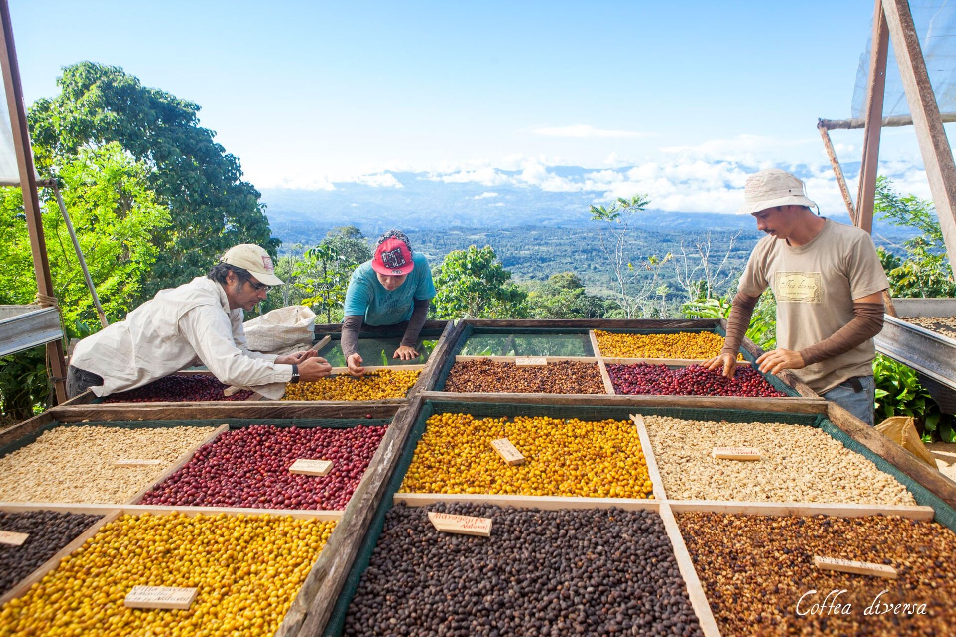Coffea Diversa Geisha africano