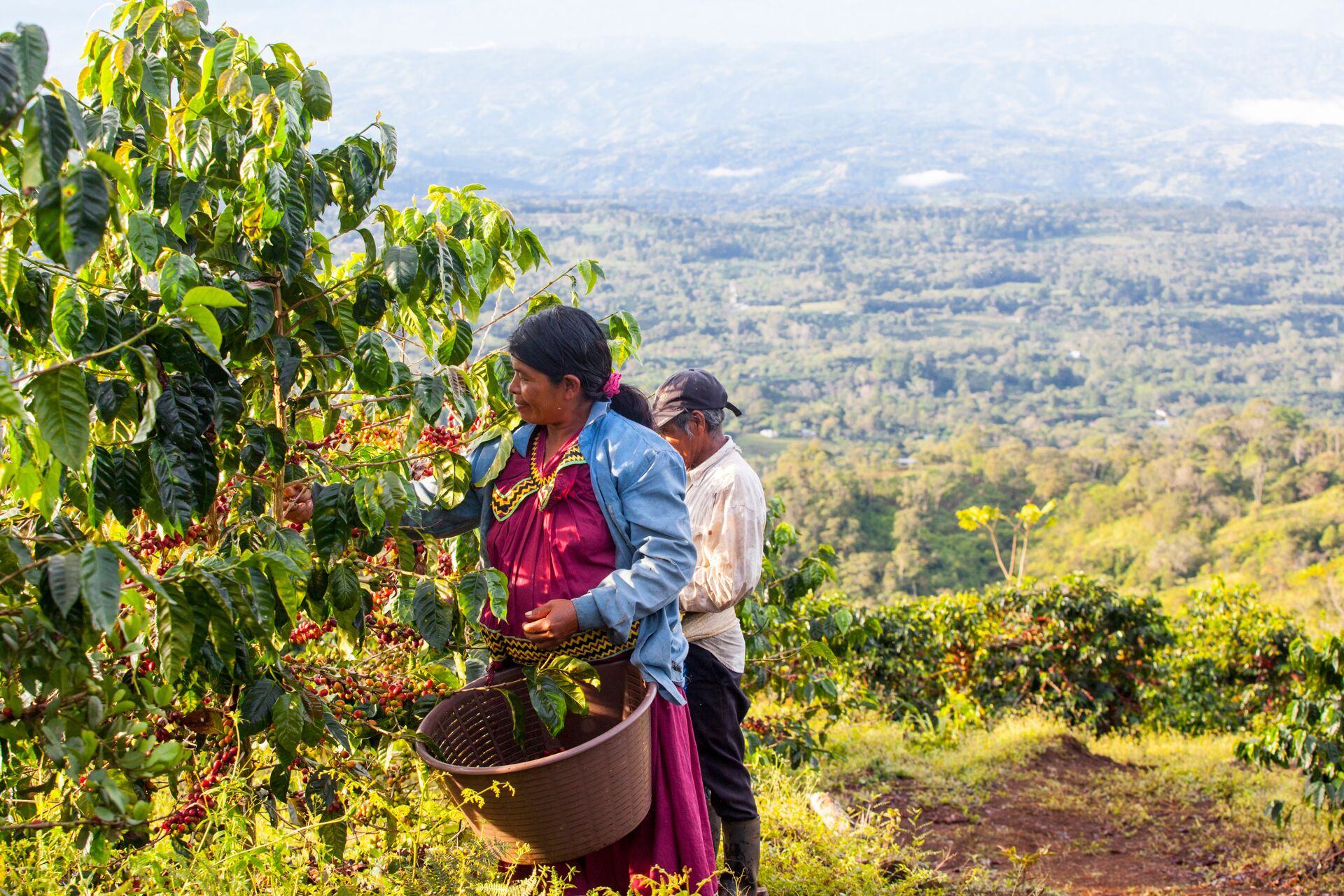 Coffea Diversa Geisha africano