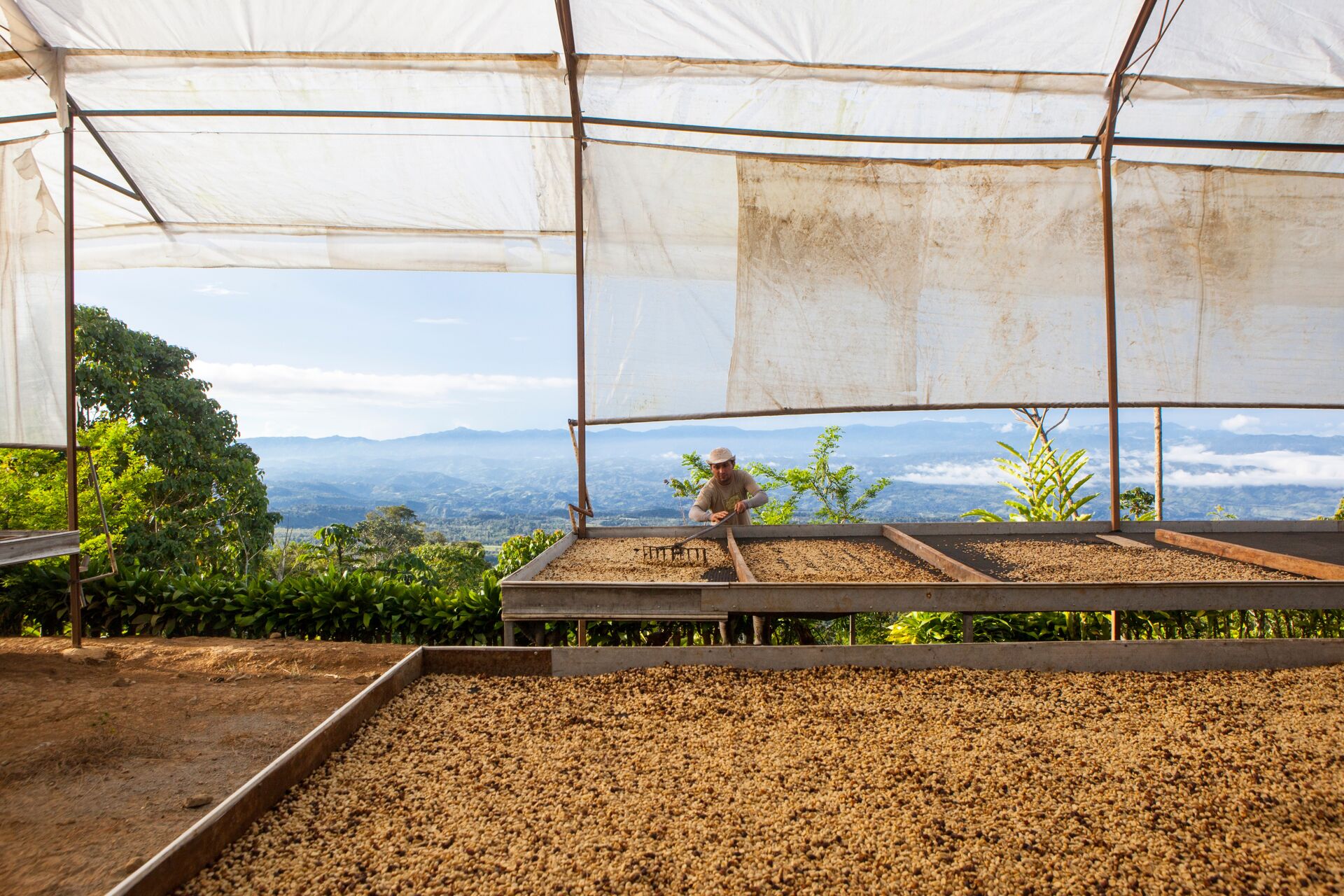 Coffea Diversa Geisha africano
