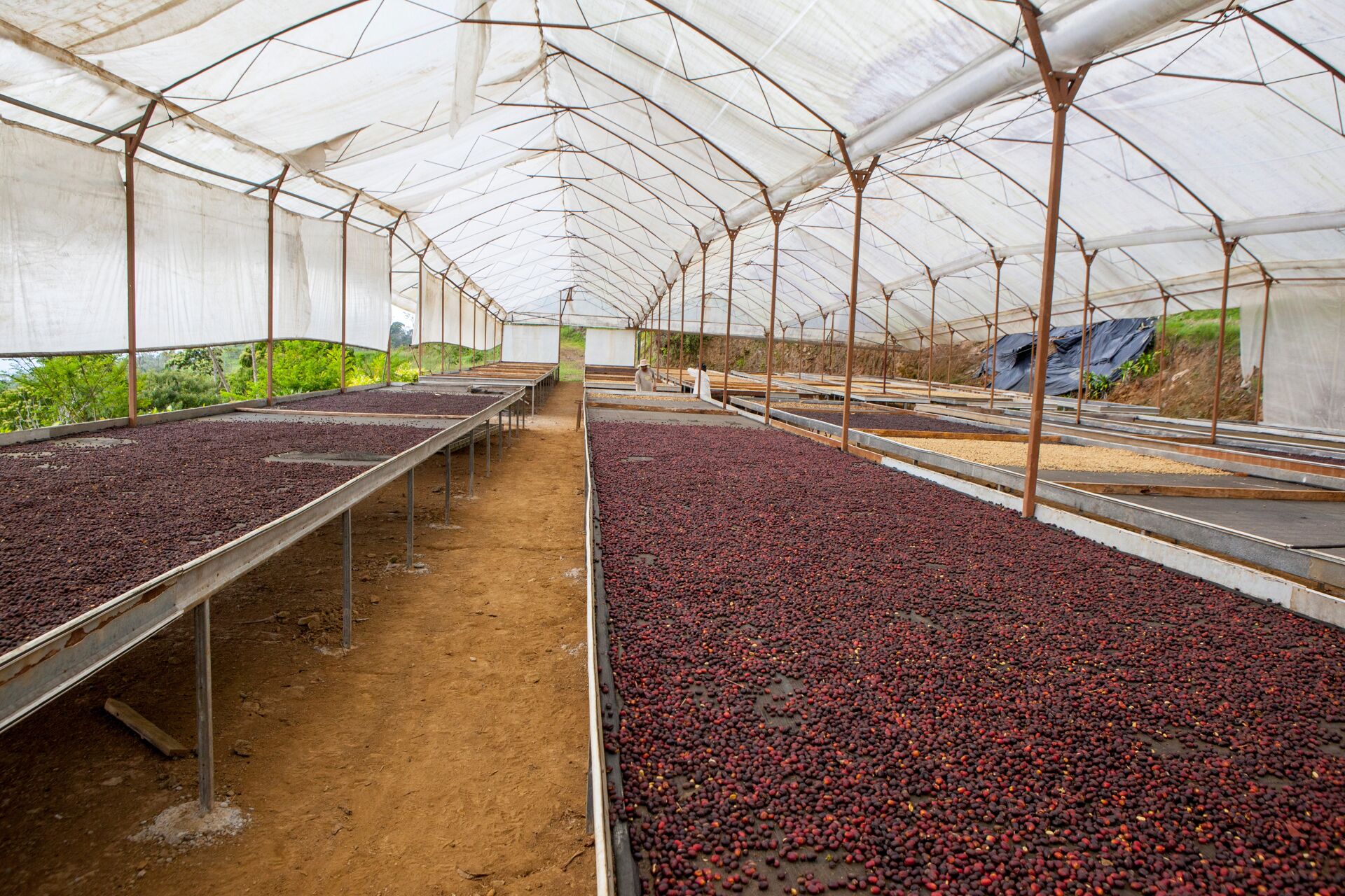 Coffea Diversa Geisha africano