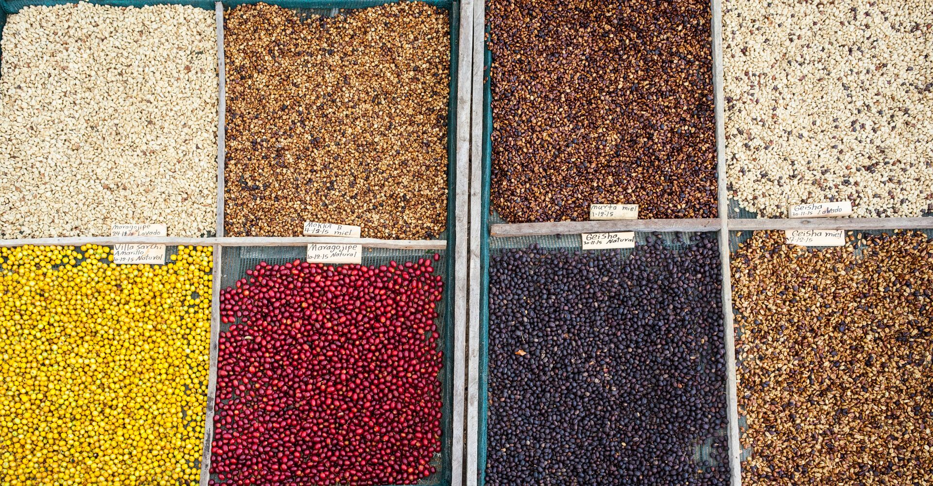 Coffea Diversa Geisha africano