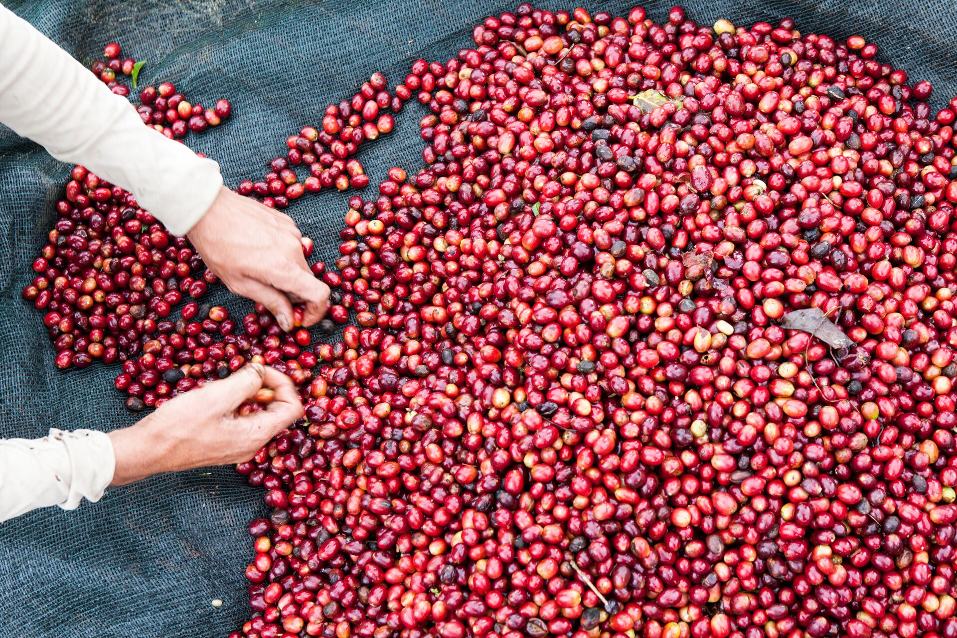 Coffea Diversa Geisha africano