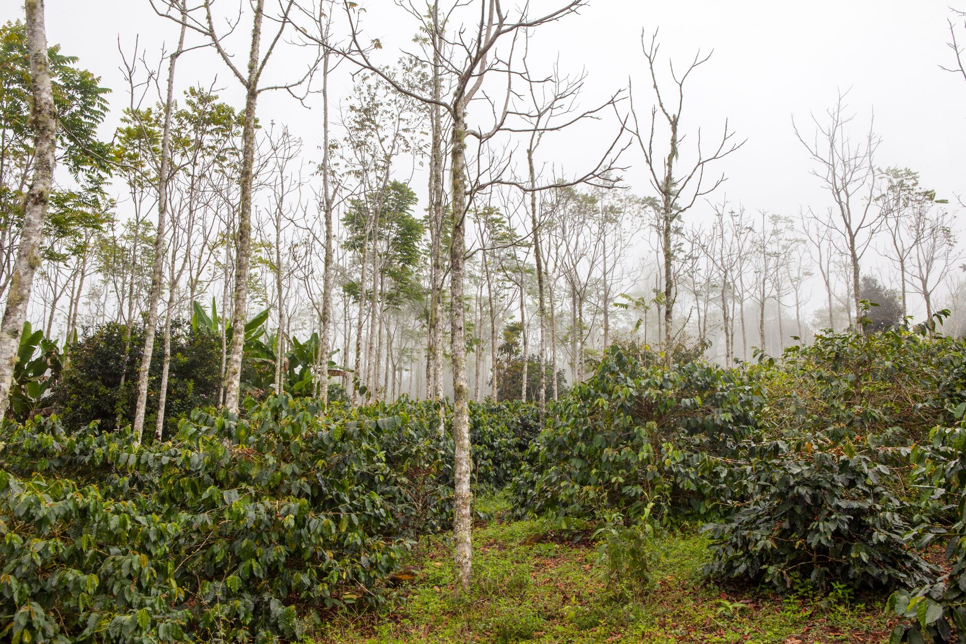 Coffea Diversa Geisha africano