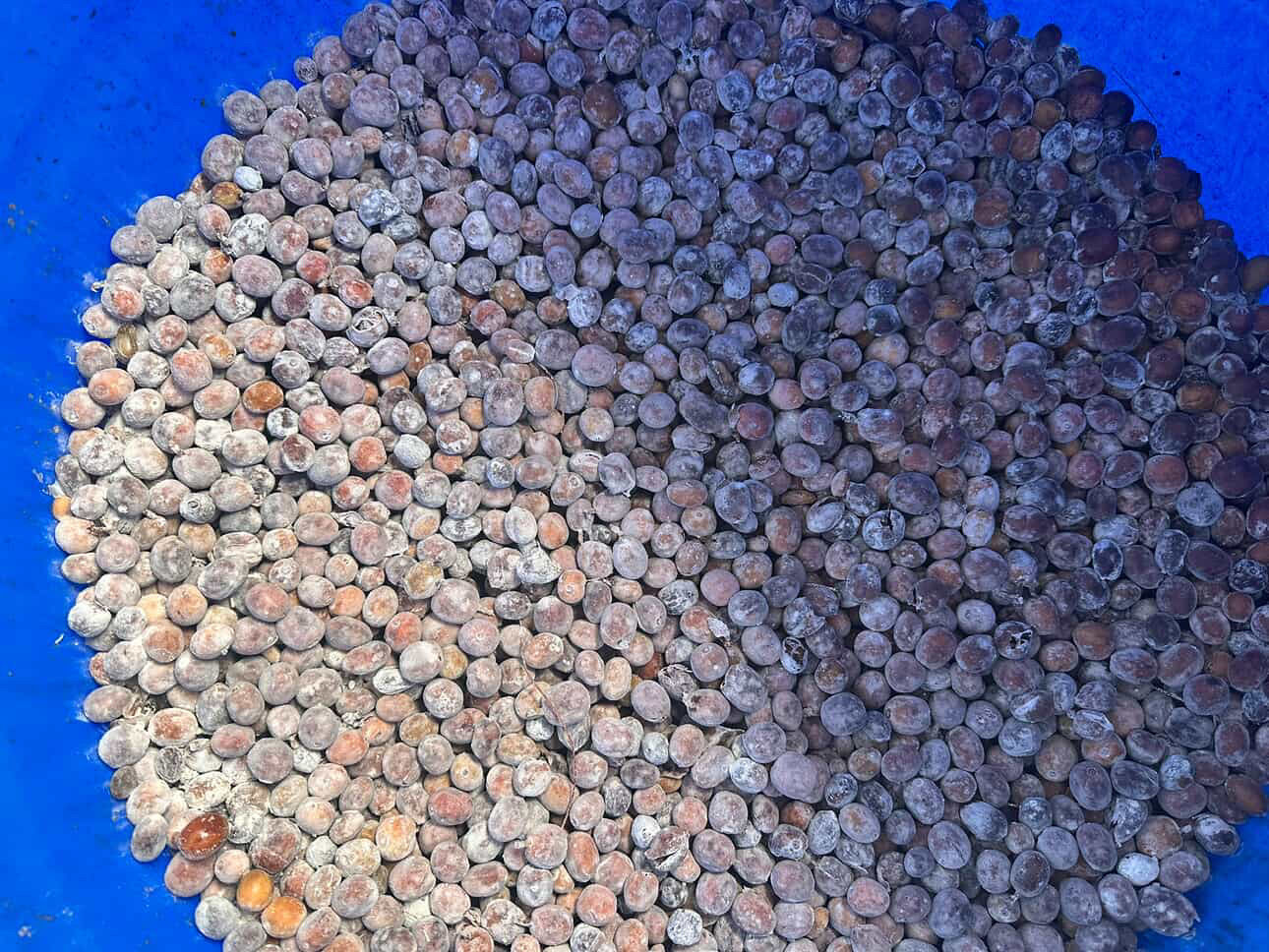 Marcala
