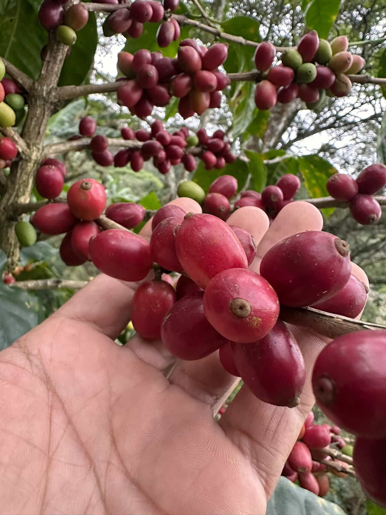 Marcala