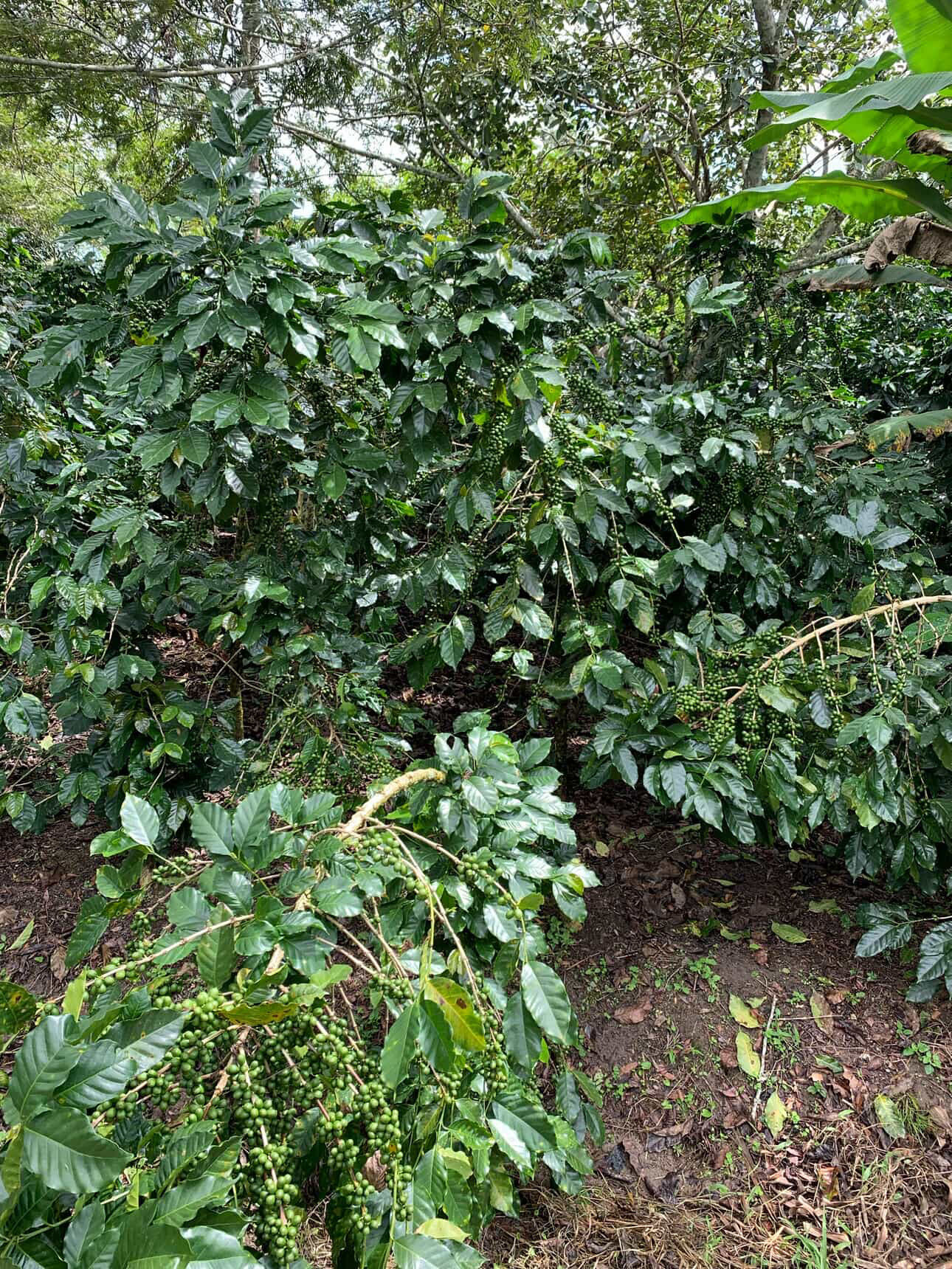 Marcala