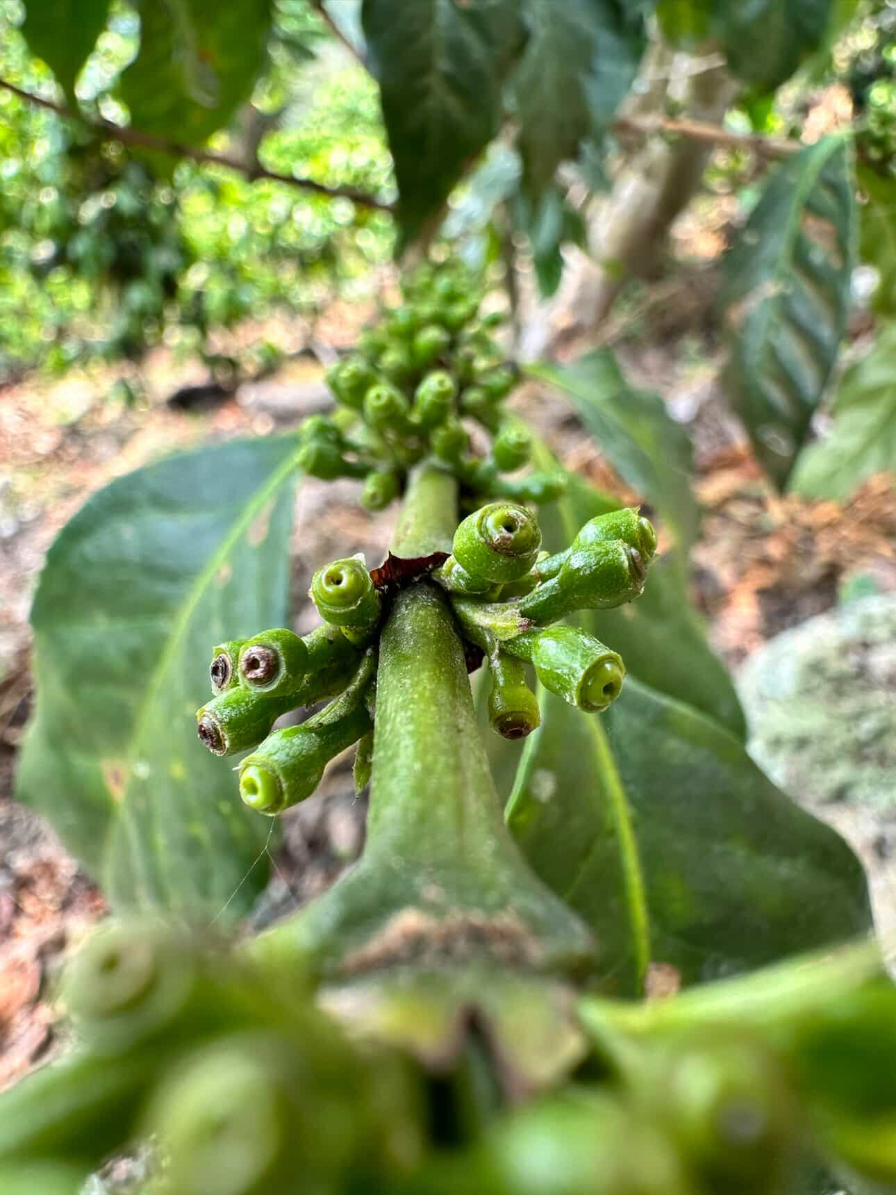 Marcala